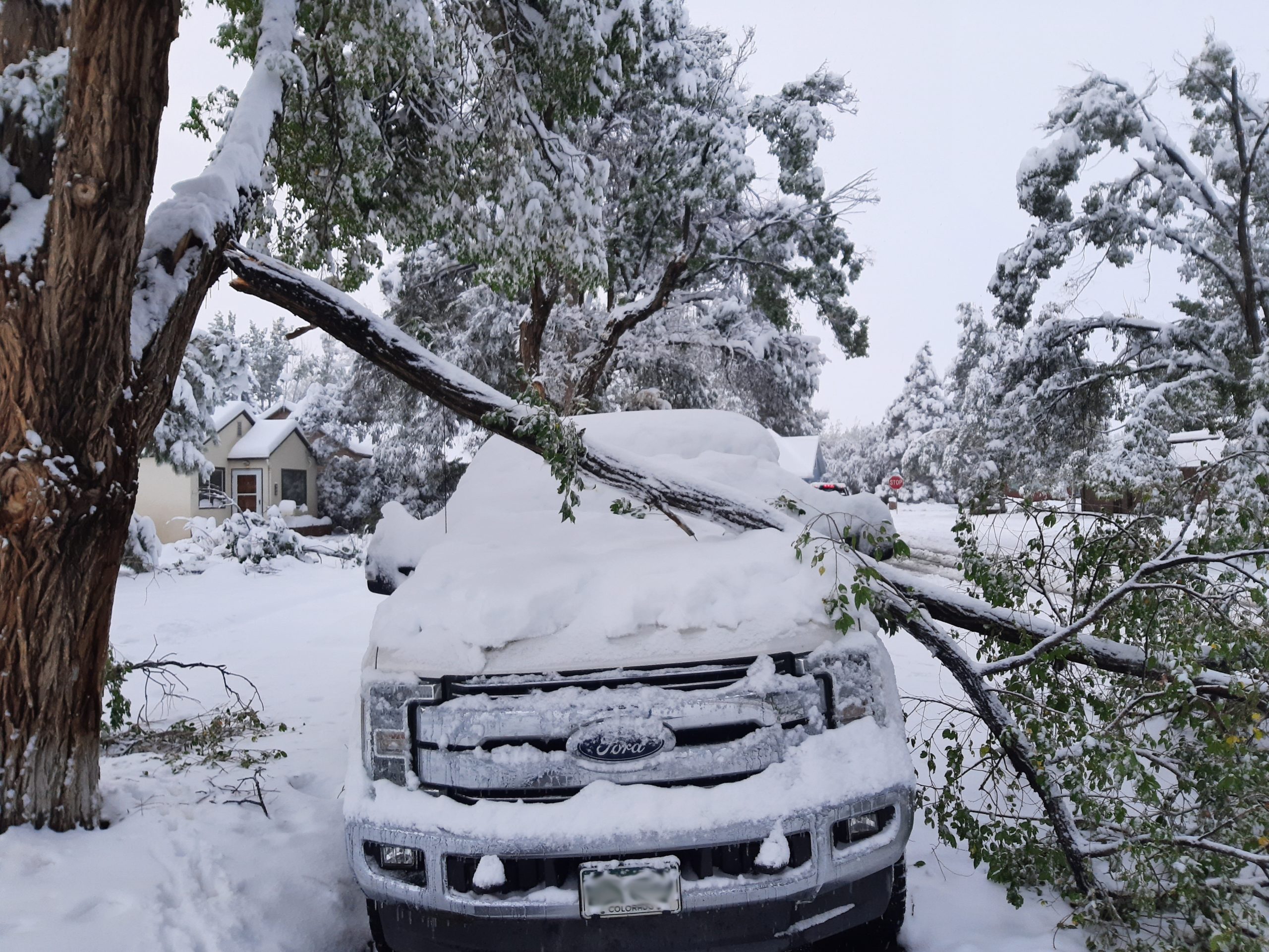 How-To’s for Dealing with Storm-Damaged Trees