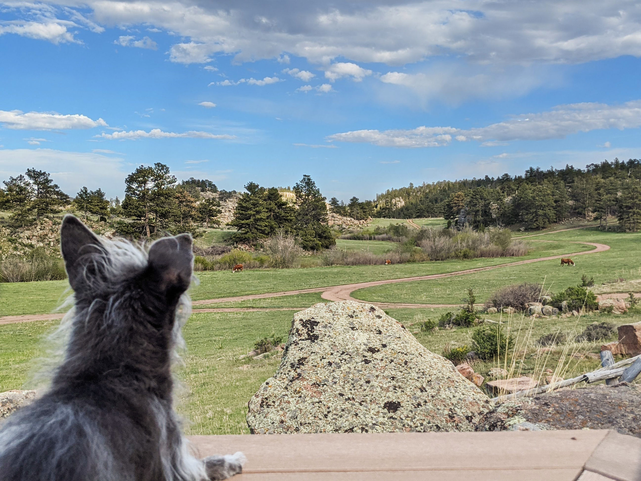 Ranch Views From A Town Girl – Coronavirus, Calving, and Karma
