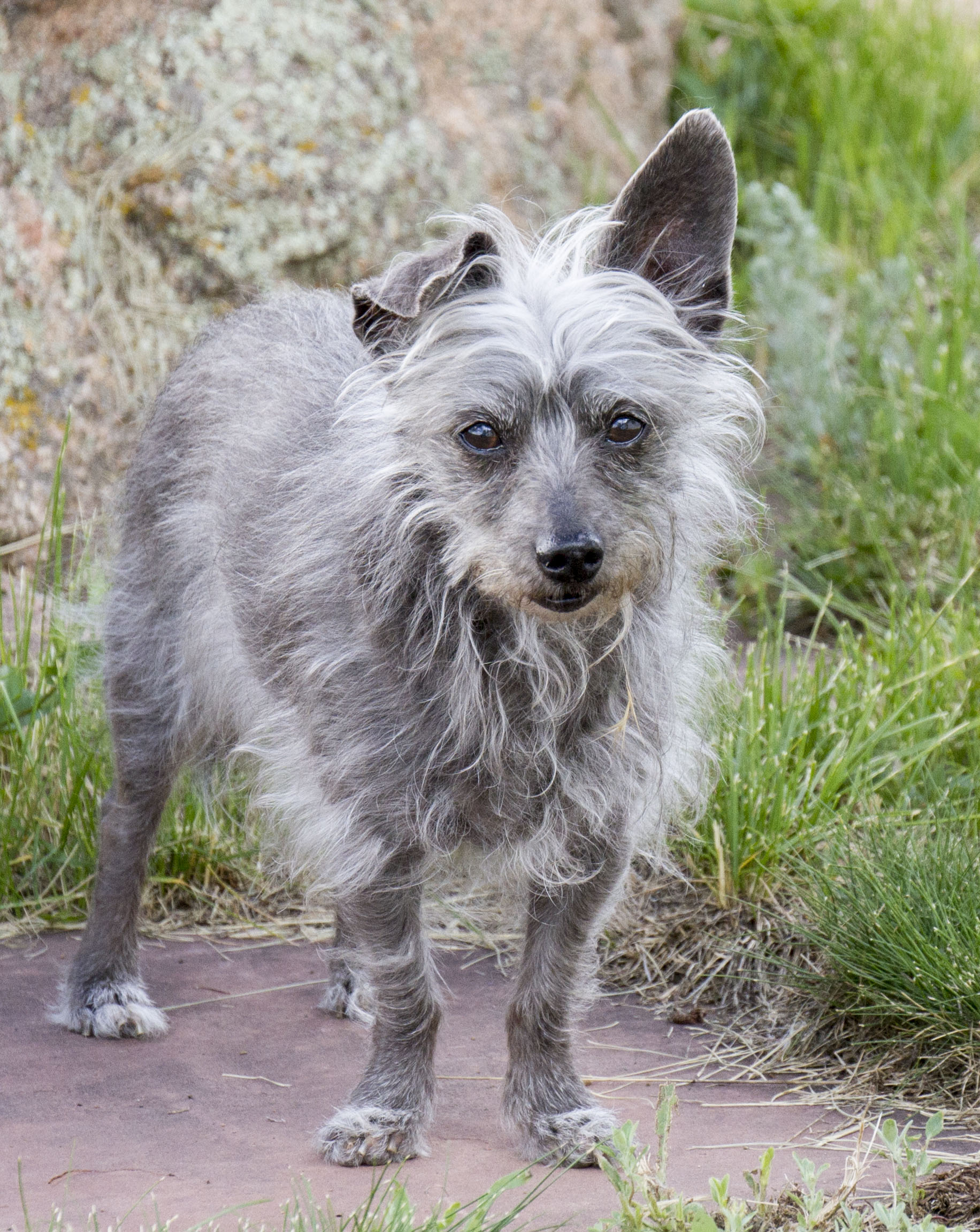 Ranch Views From A Town Girl: Rescue Dogs