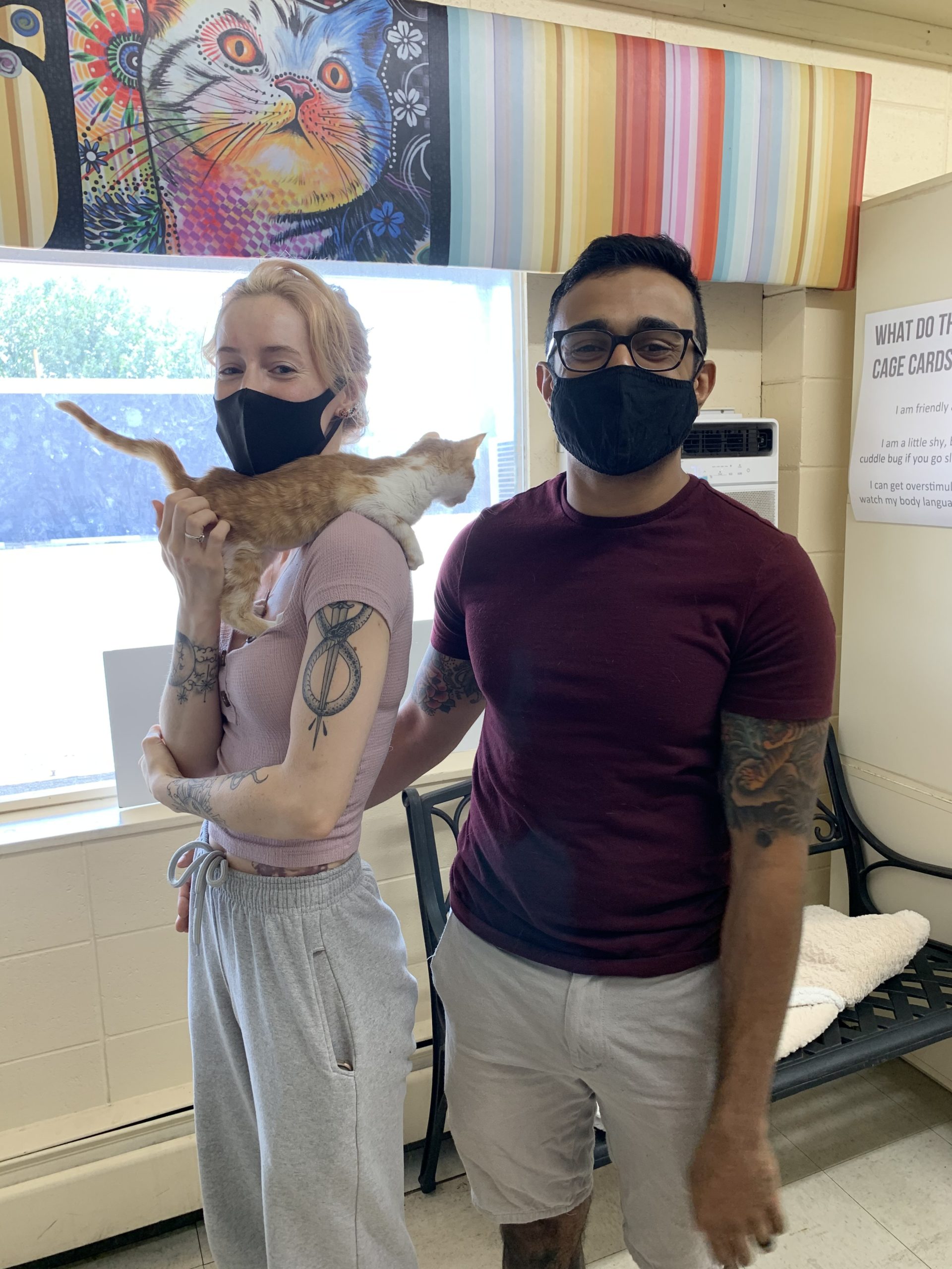 Sponsored Cat Adoption Weekend Finds Loving Homes and Support for Pets in Need