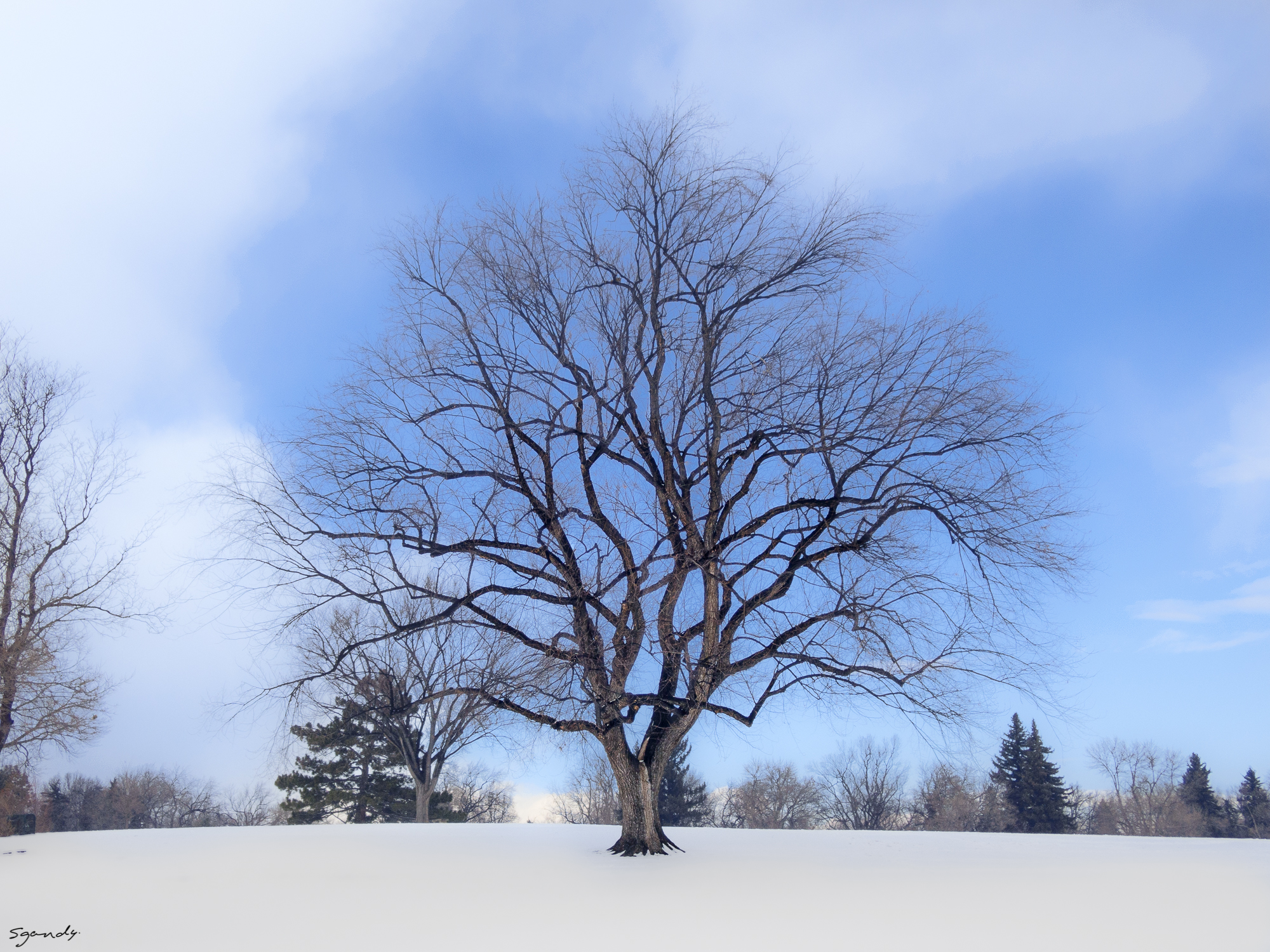 Photo of the Week: Fort Collins City Park Tree