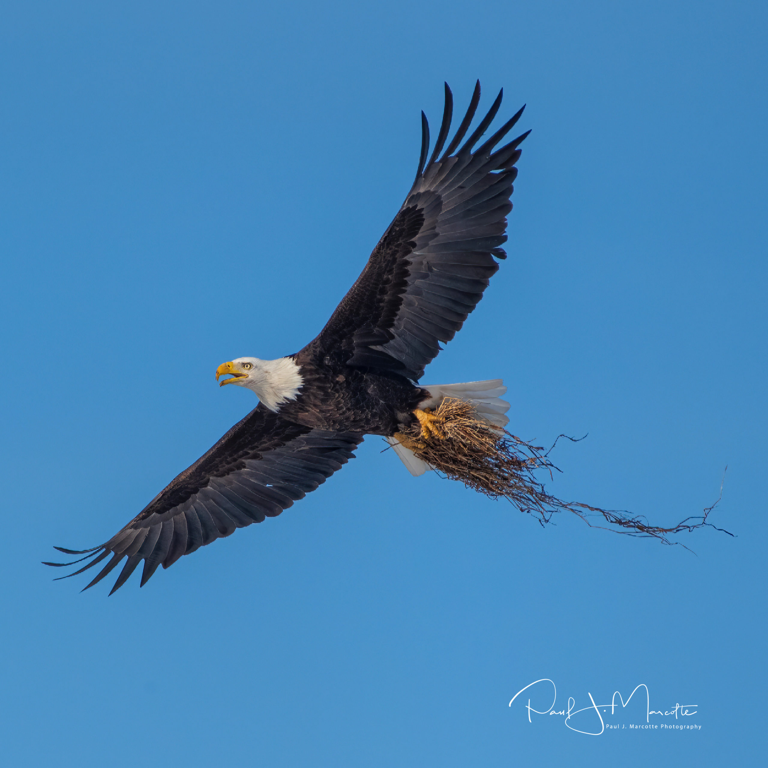 Photo of the Week: “Nesting” Female Bald Eagle