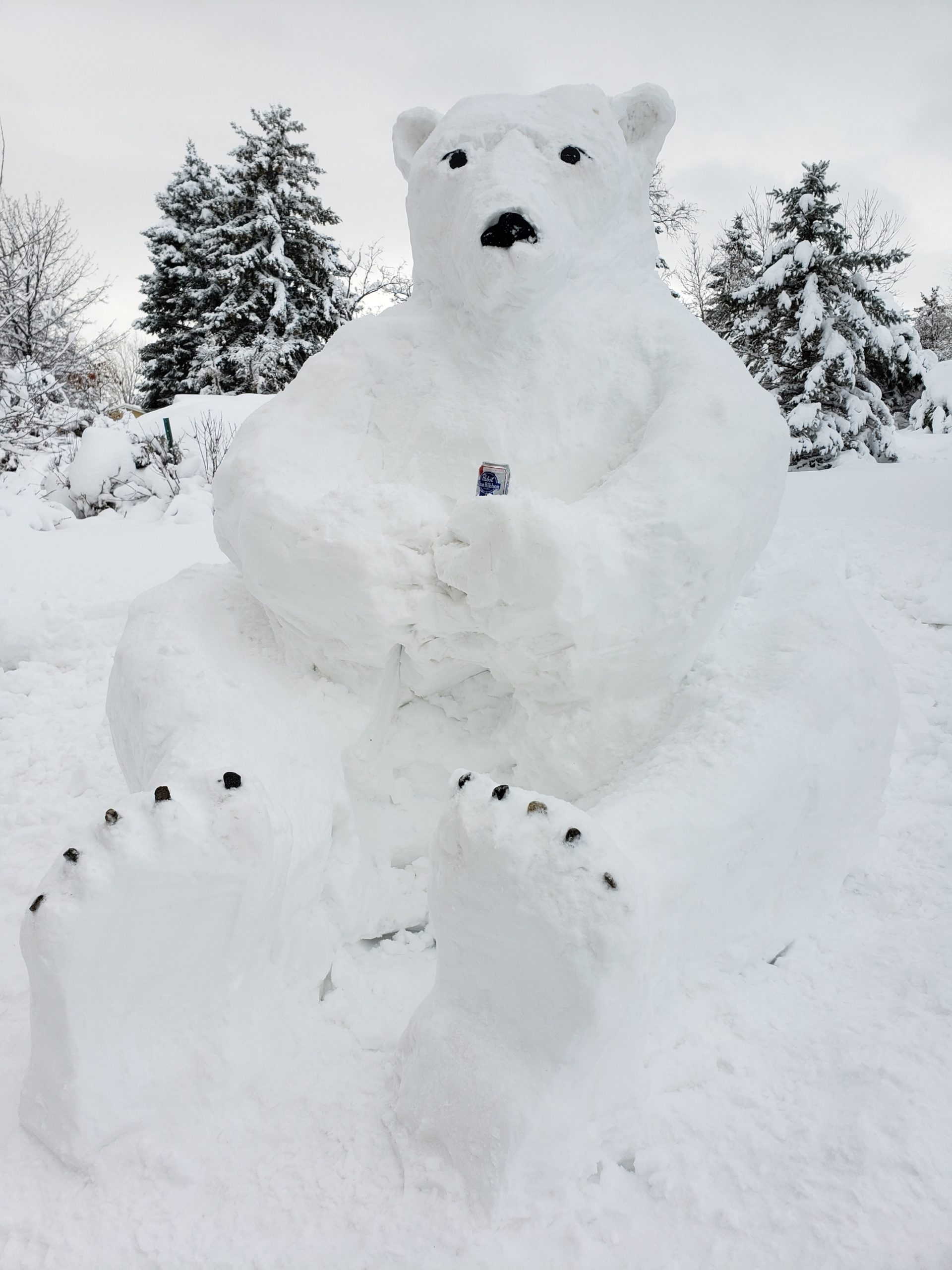 Photo of the Week Polar Bear Sighting in Fort Collins