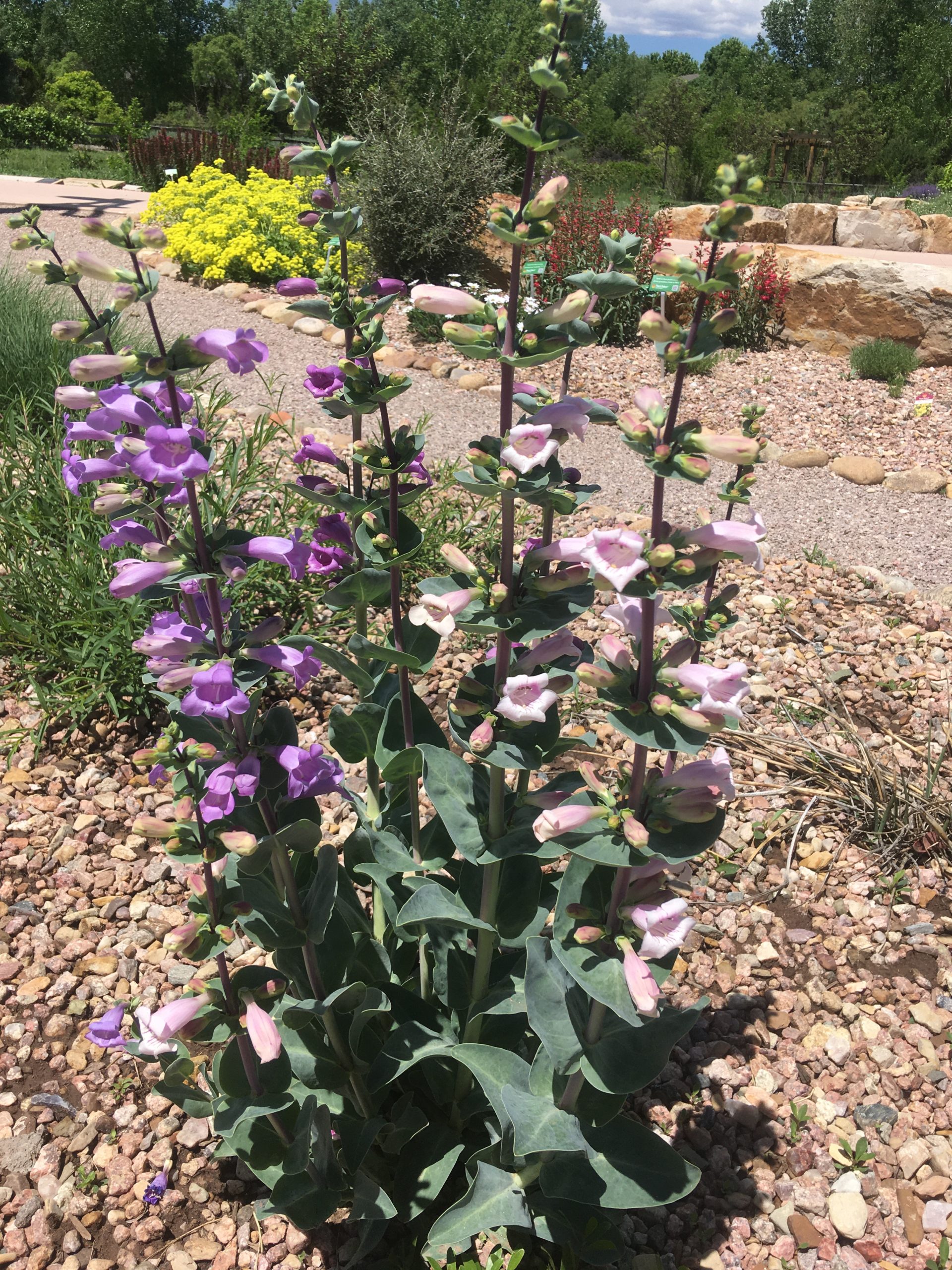 Plant This, Not That:  Perennials
