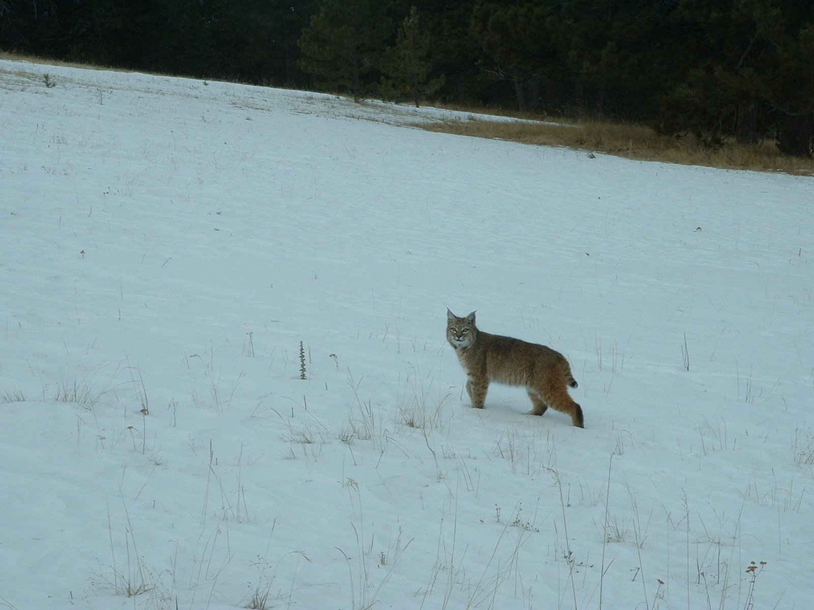 Photo of the Week: Bobcat near Red Feather Lakes