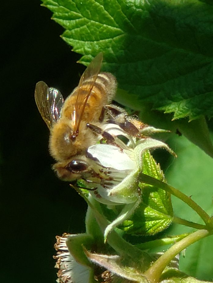 Photo of the Week: Busy Back Yard Pollinator