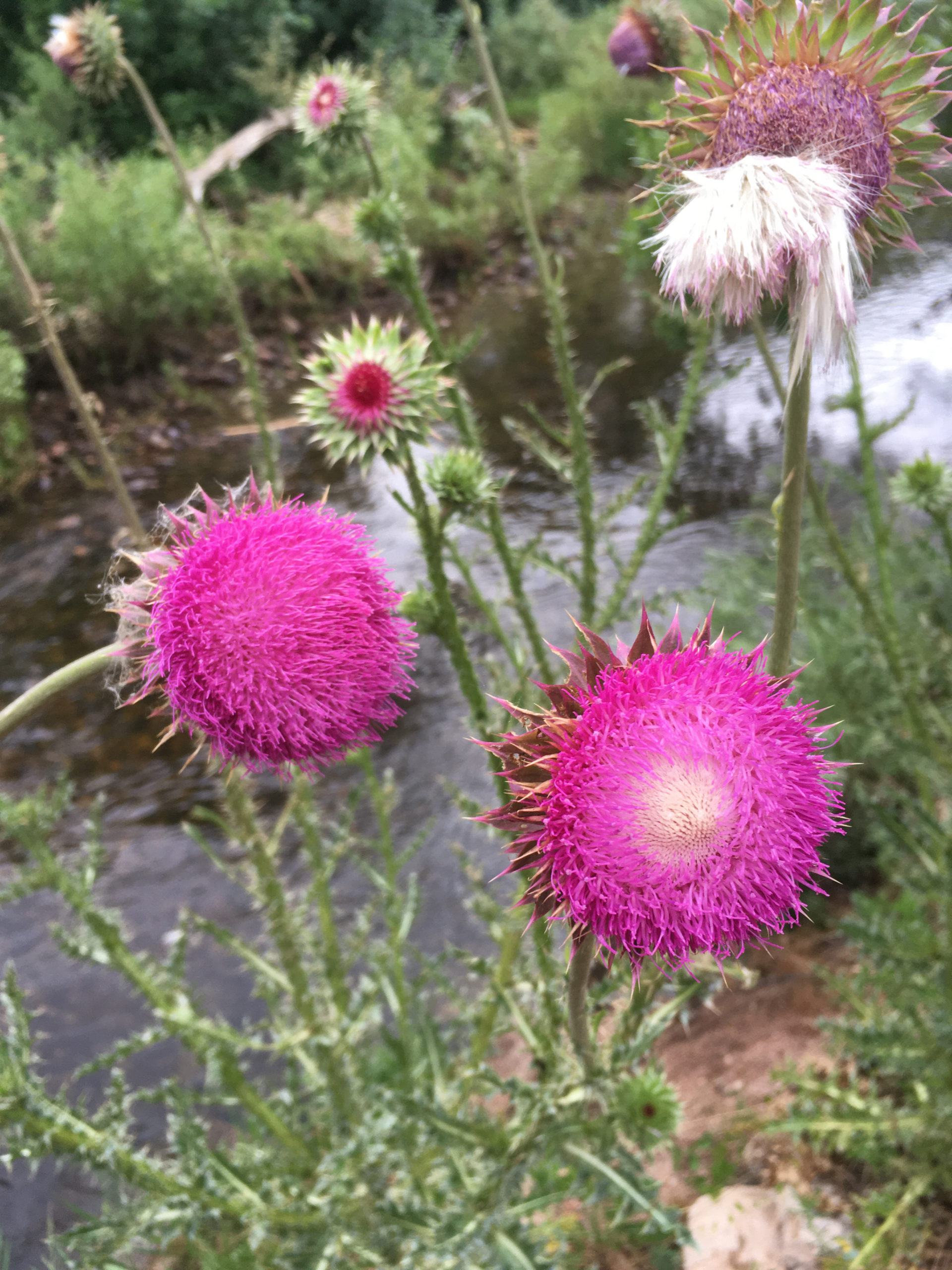 Yard and Landscape To-Do List for Summer