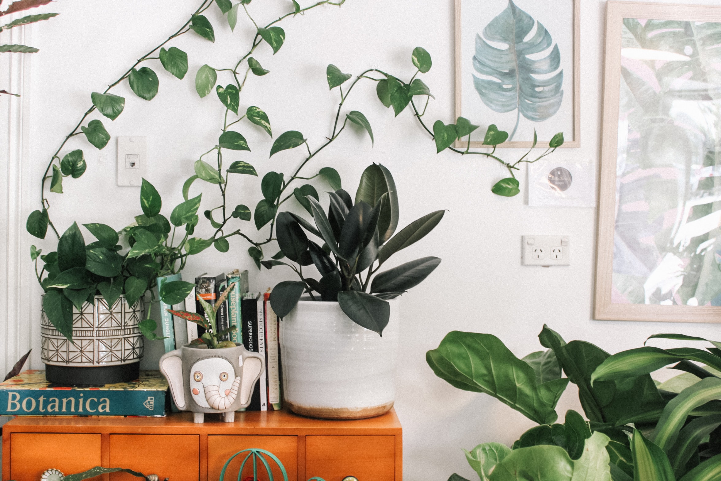 How to Easily Grow Your Own Plants at Home