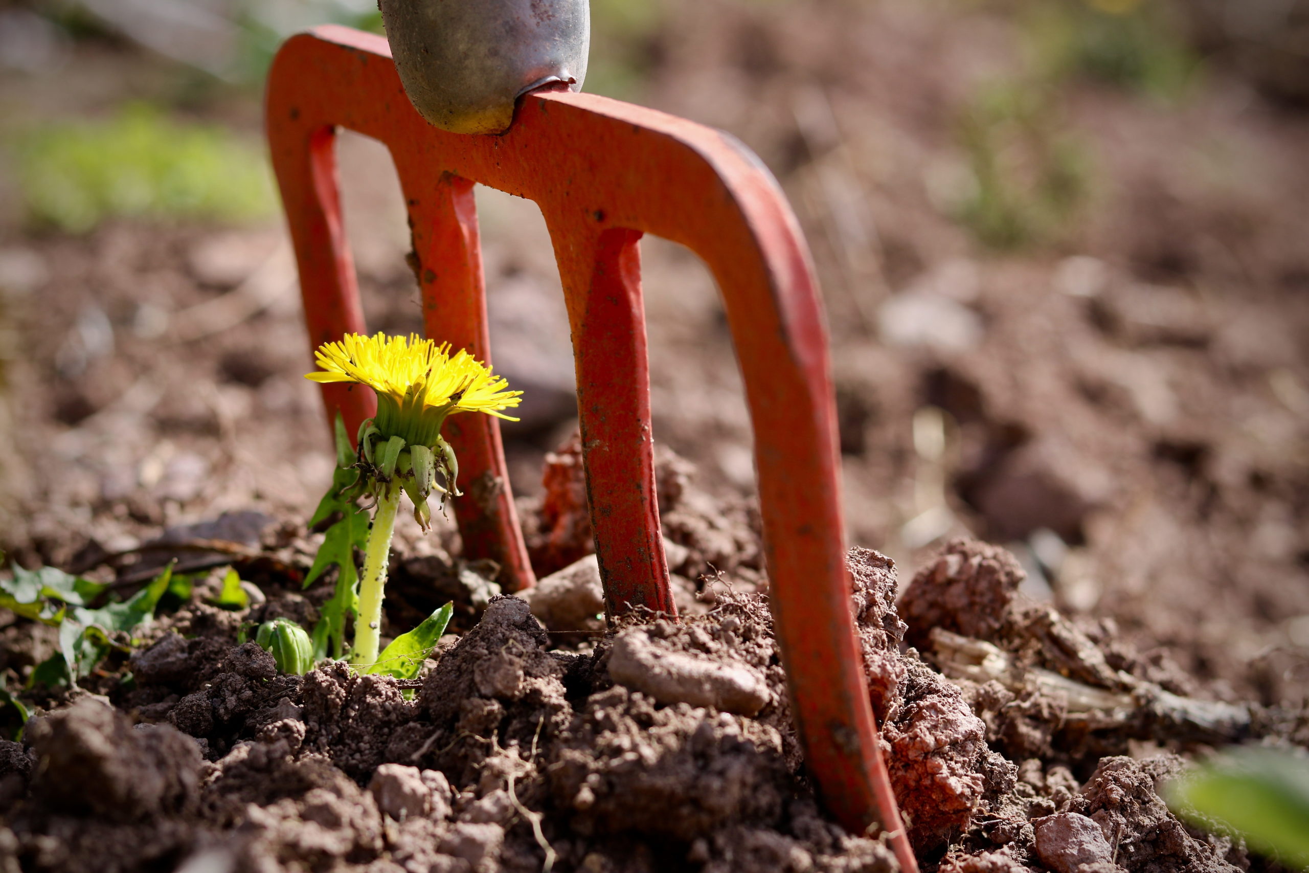 Managing Weeds in the Landscape and Garden