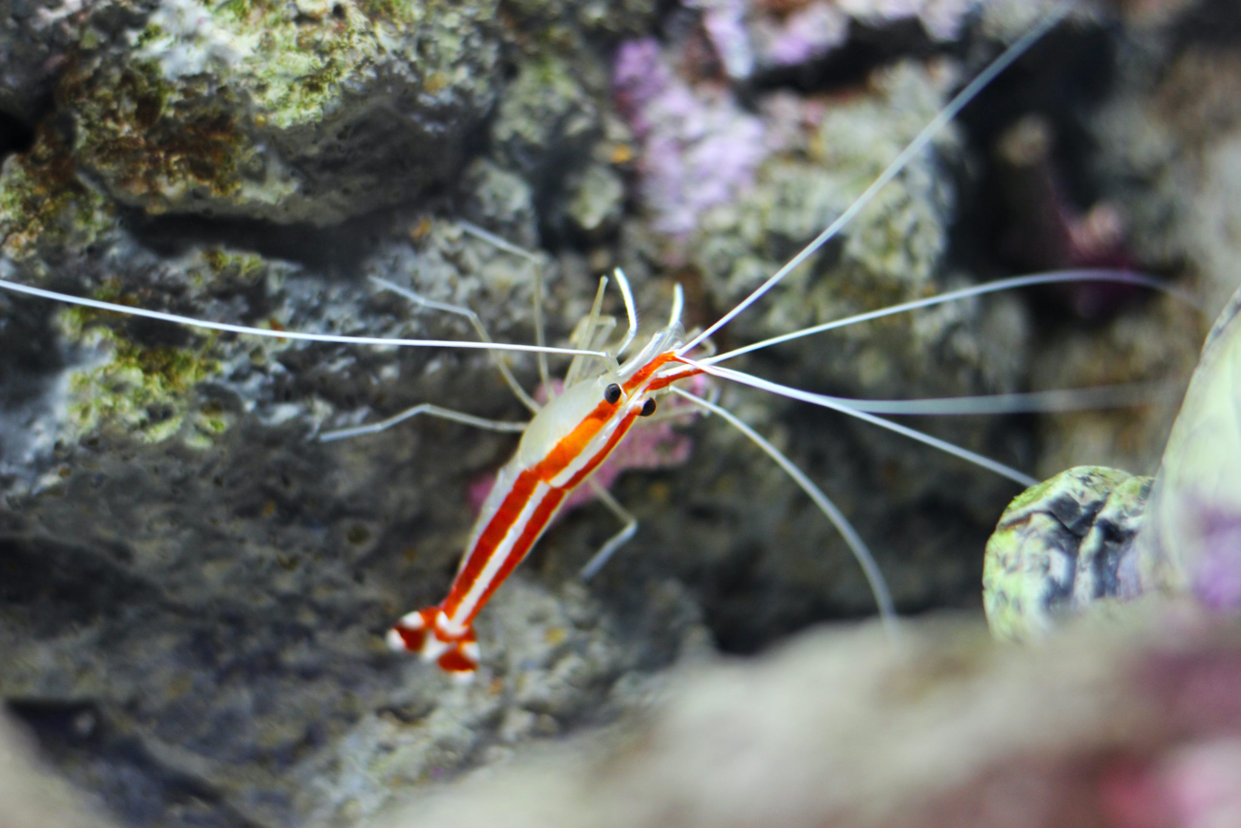 Unusual Aquarium Pets That Might Interest You