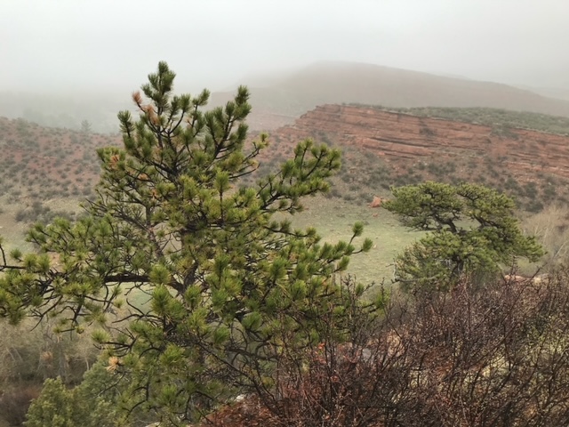 Photo of the Week: Foggy But Peaceful Morning Hike