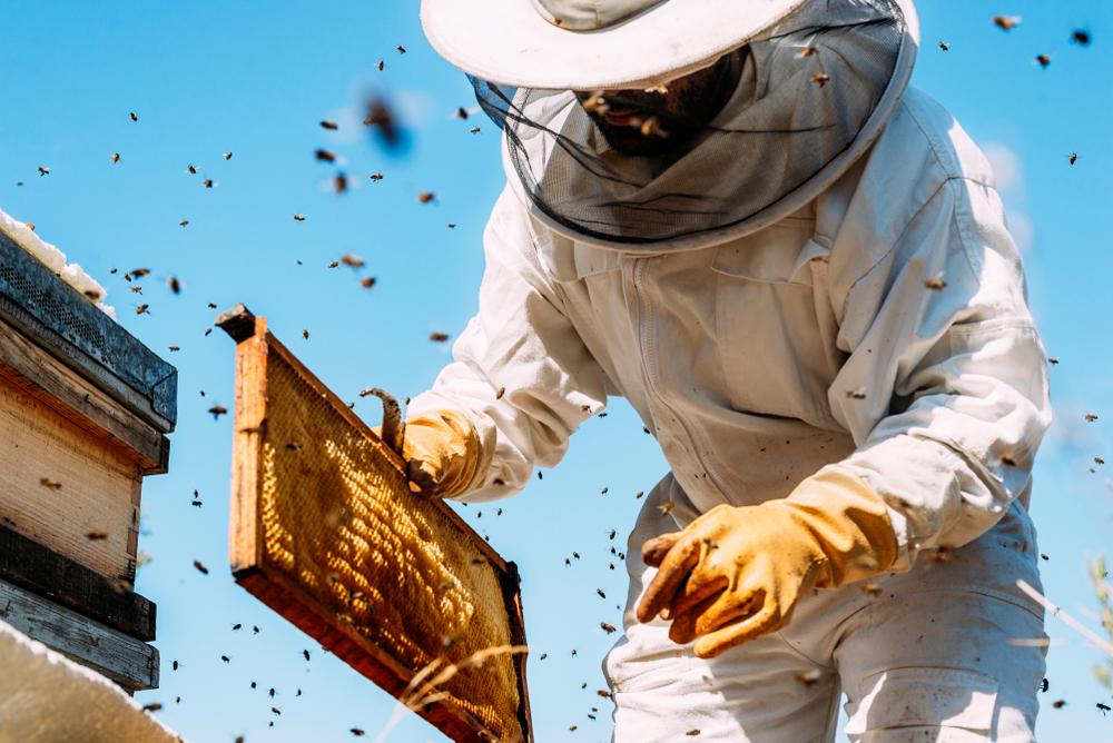 The Joy of Beekeeping