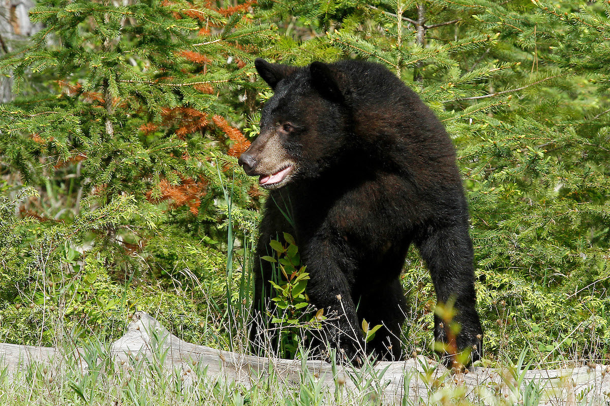 Be Bear Aware; Stay Safe While Camping in Colorado Bear Country