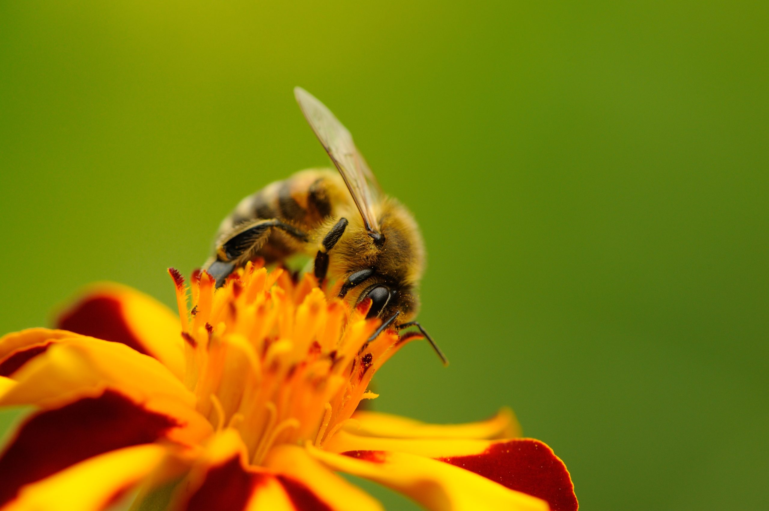 Native State Bees: It IS Your Beeswax!