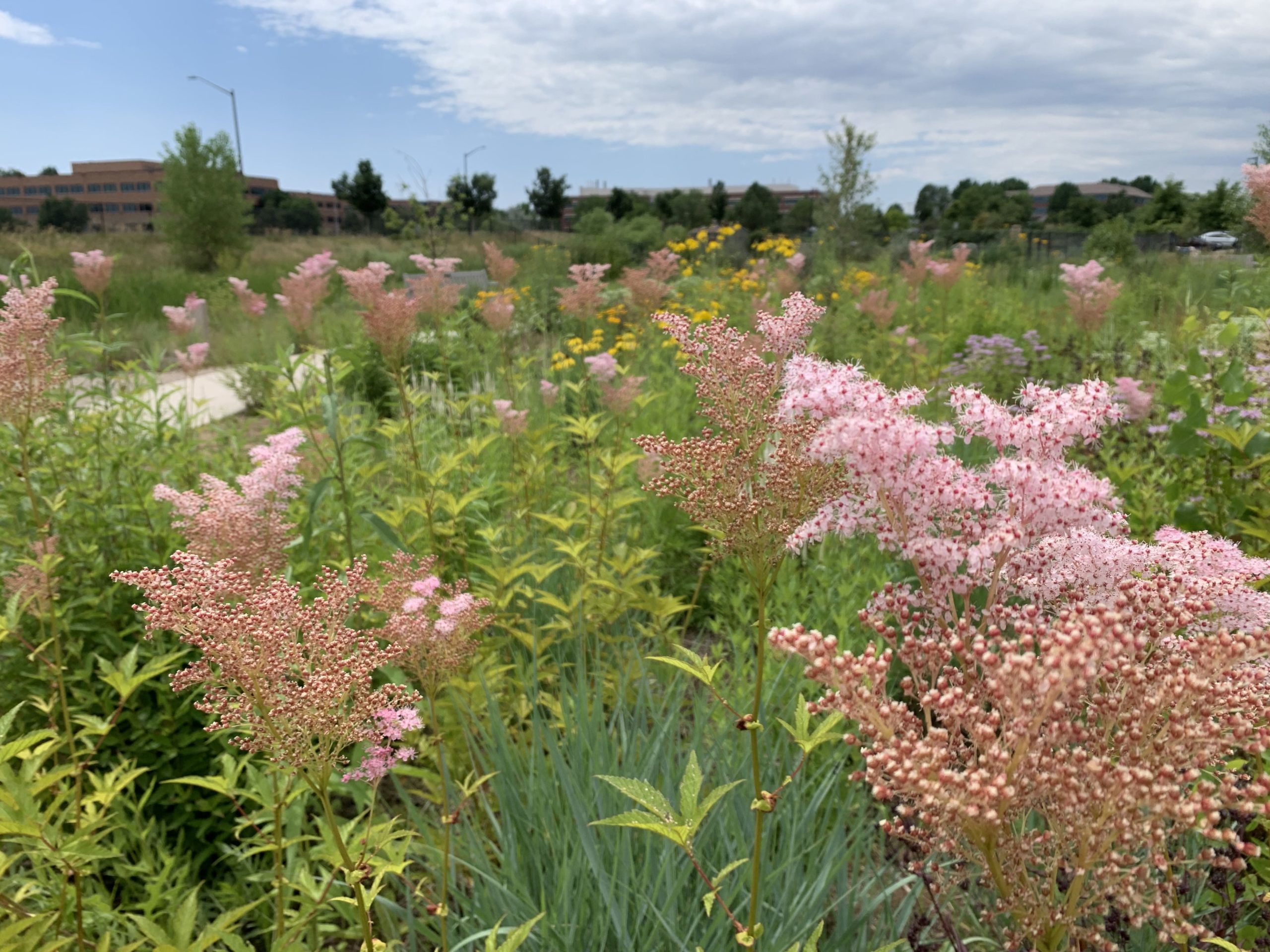Underused Prairie Natives for Late Season Interest