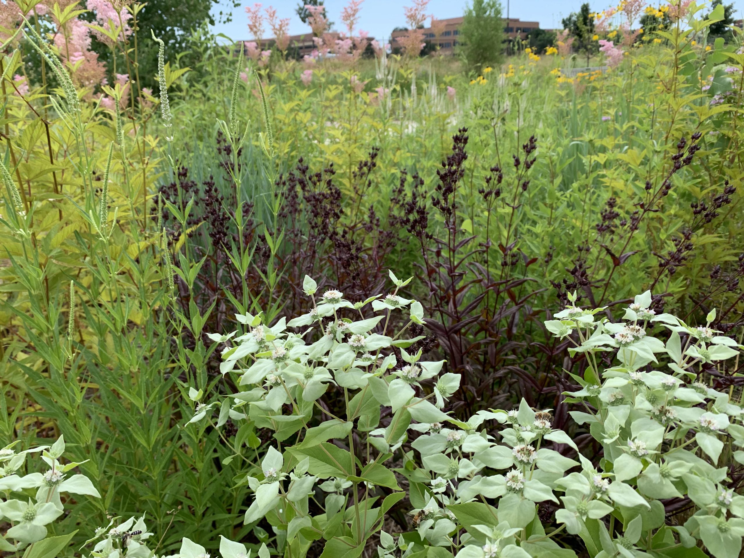 Underused Prairie Natives Early Summer Interest