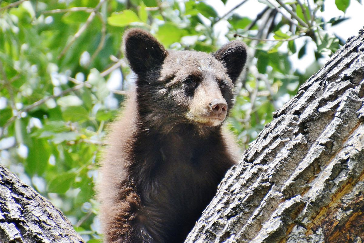 Bears Active Across Colorado Help To Keep Bears Wild