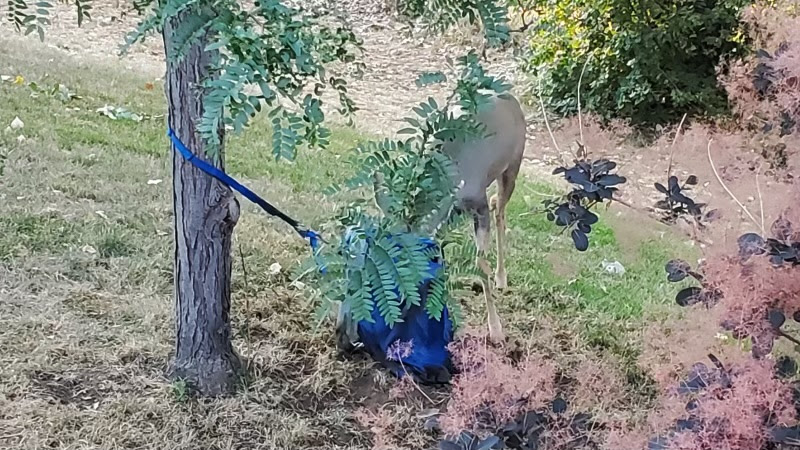 Remove Tangle Hazards from Yards to Protect Wildlife