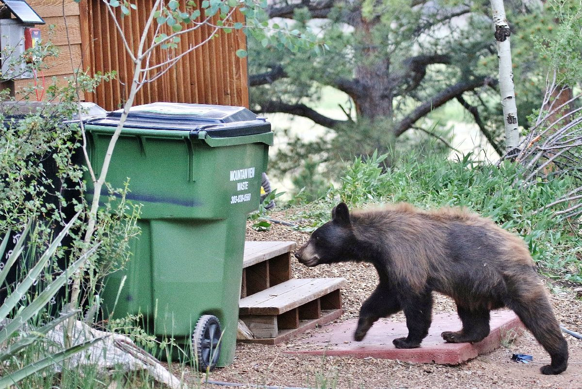 Help Deter Bears from Human Food Sources