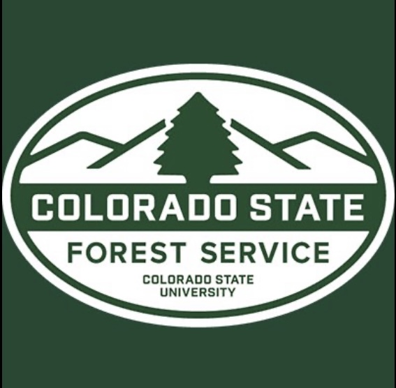 Fading, Off-Color Pine Needles Normal in Autumn