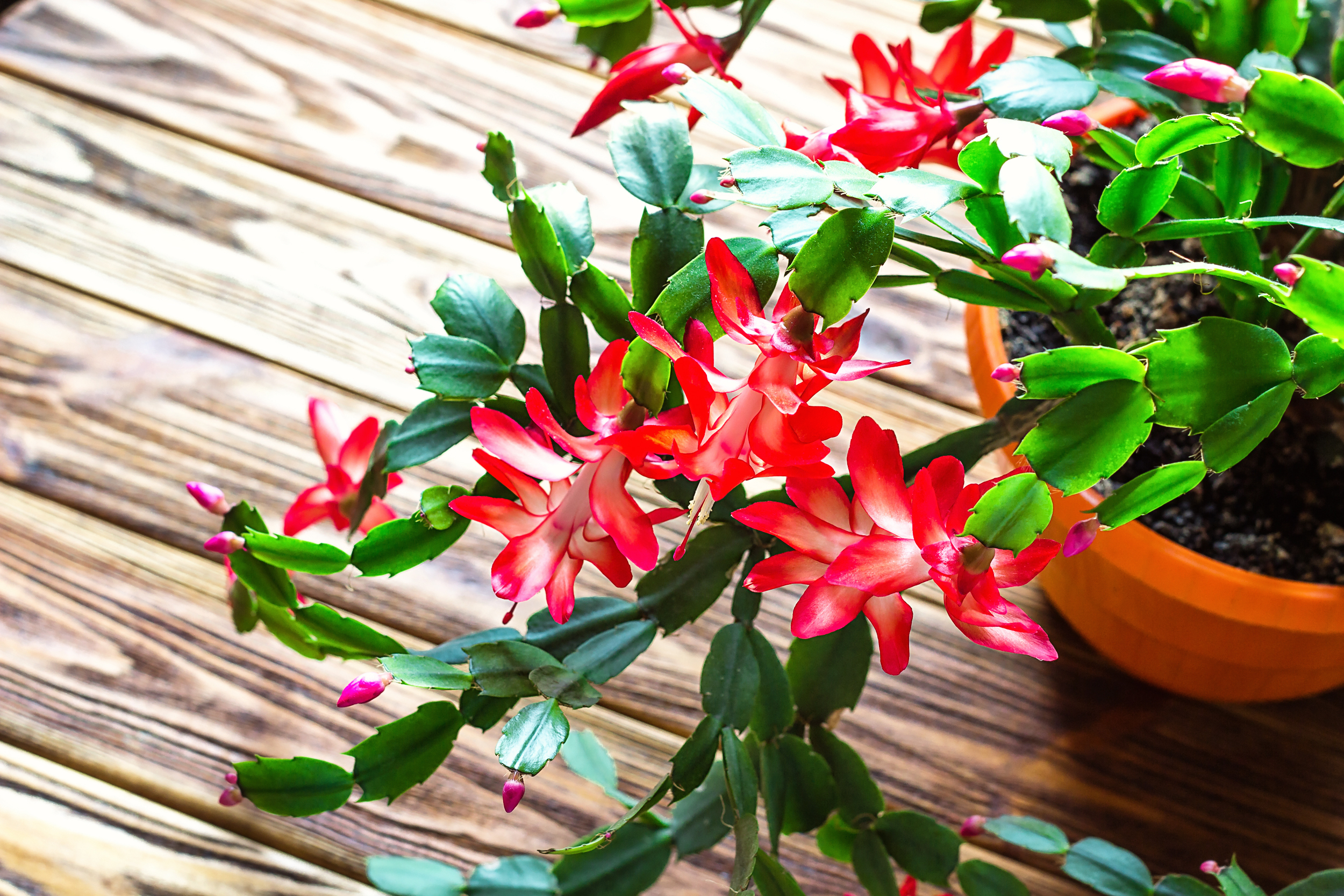 Holiday Cacti