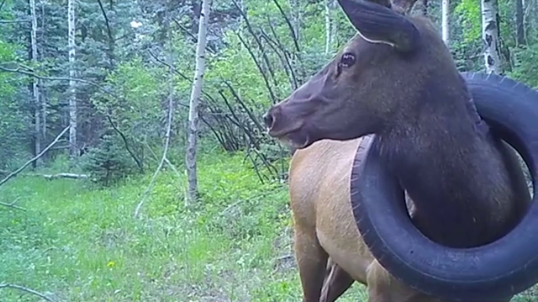 Wildlife Officers Remove Tire Around Bull Elk’s Neck for Over Two Years