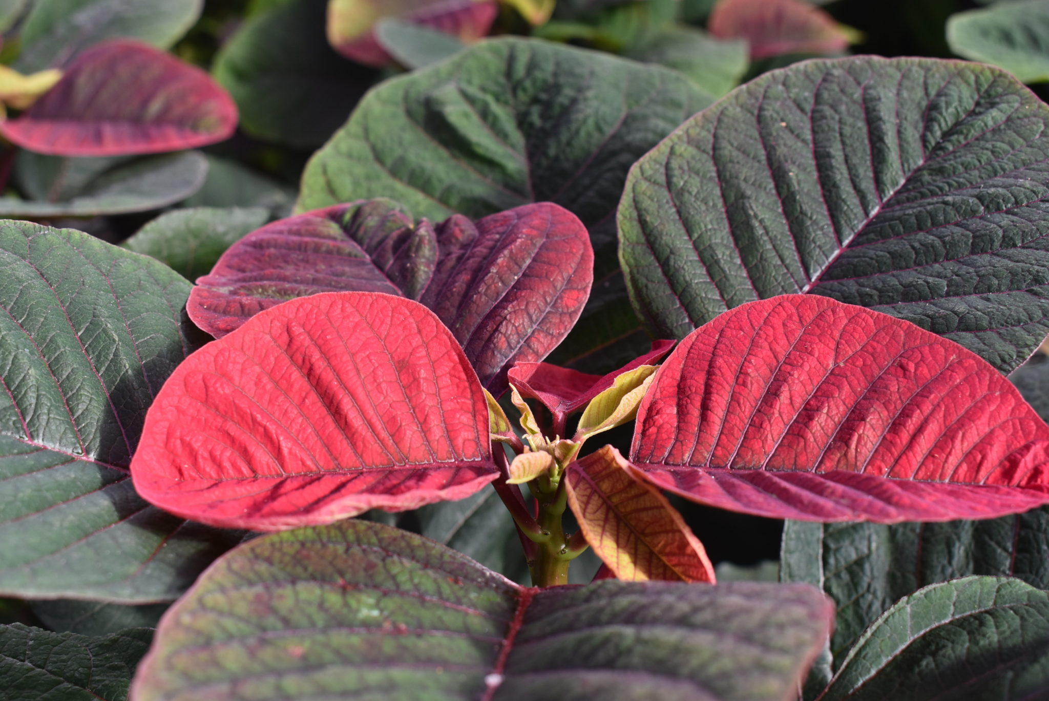 Poinsettia Sale Supports Teaching and Research at CSU
