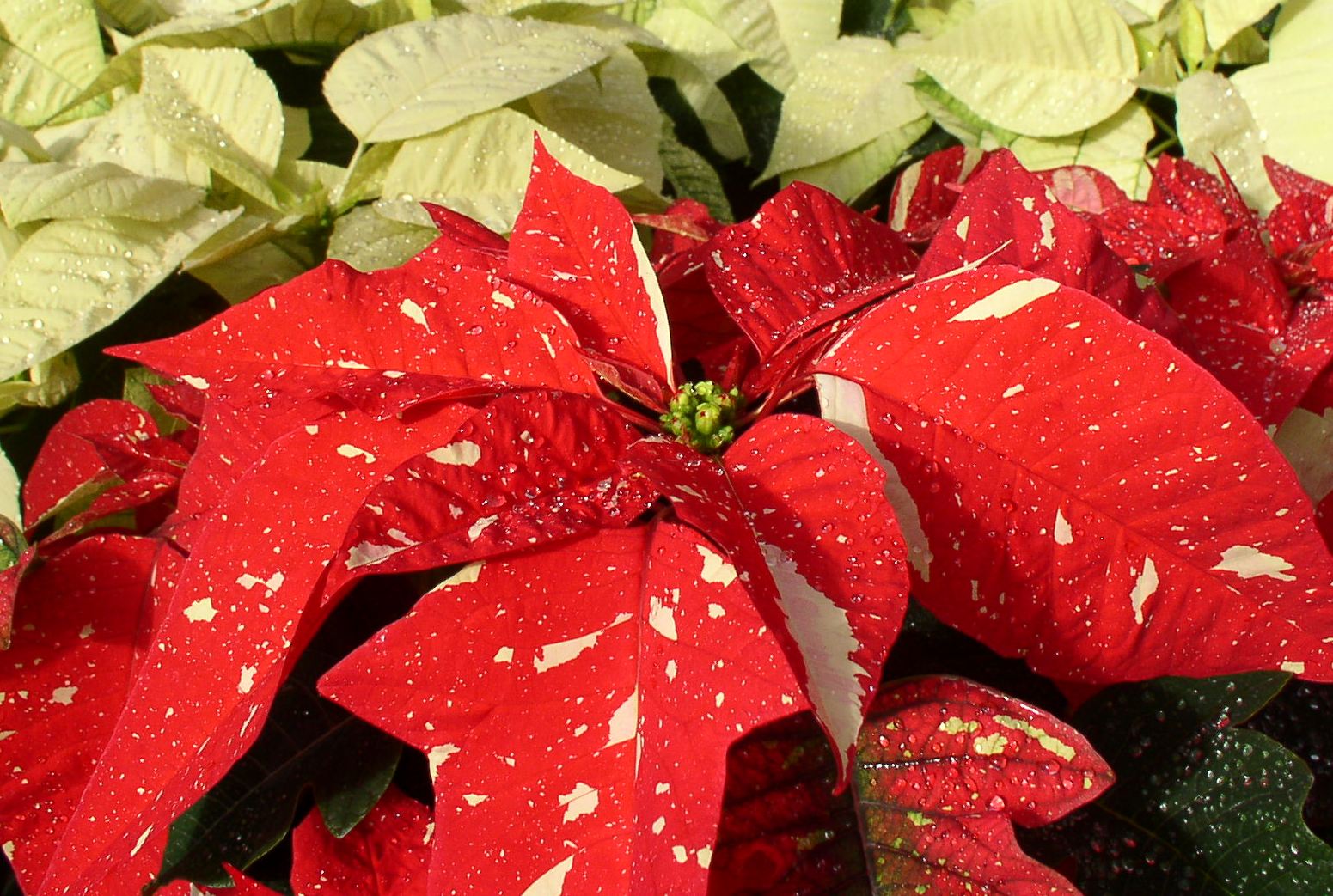 The History Of And Caring For Poinsettias