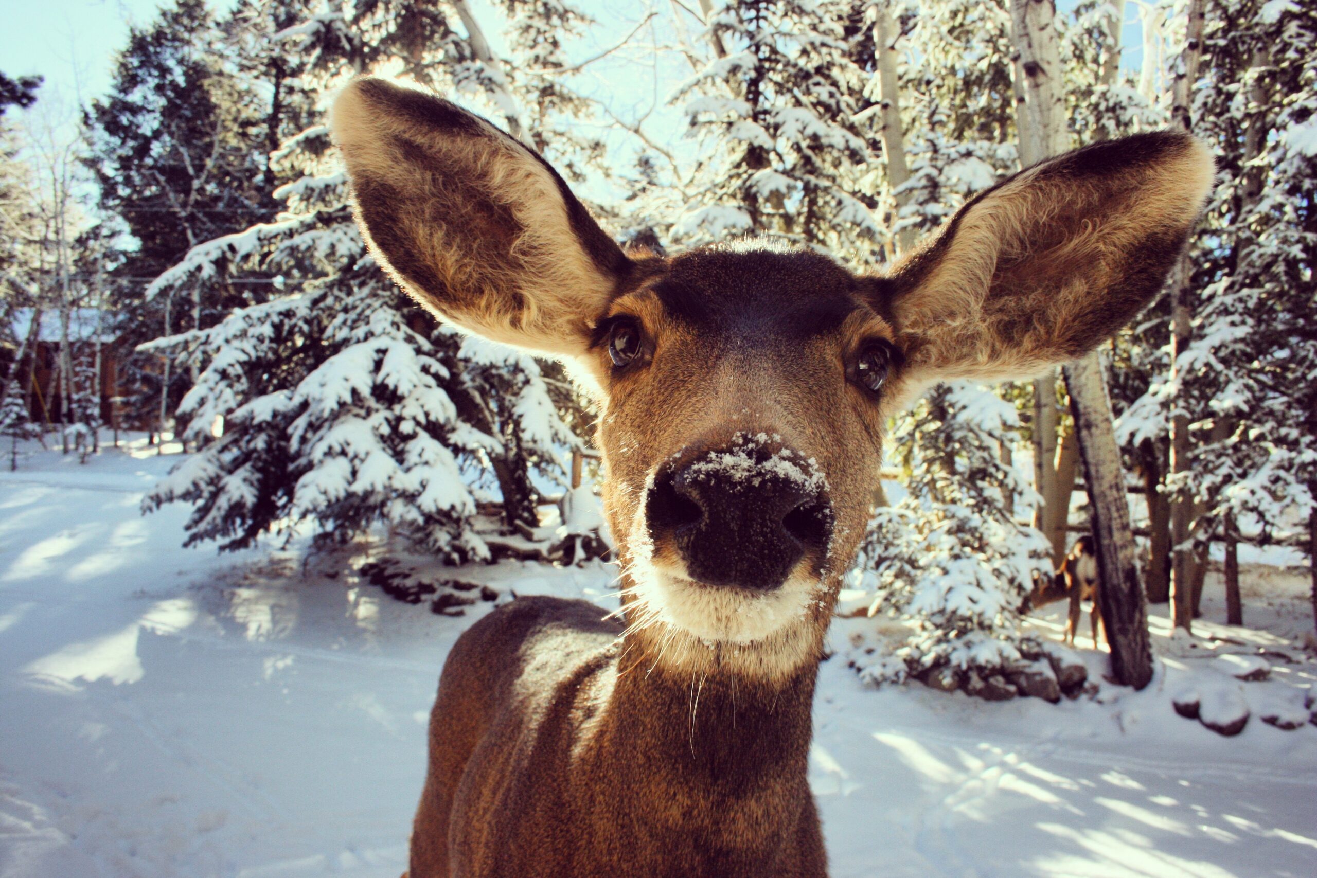 How Plowing Snow Keeps Me From Going ‘Mental’
