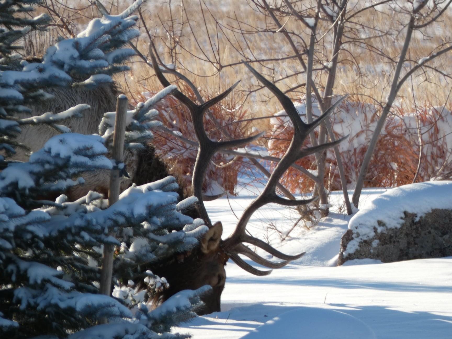 Photo of the Week: West Loveland Elk