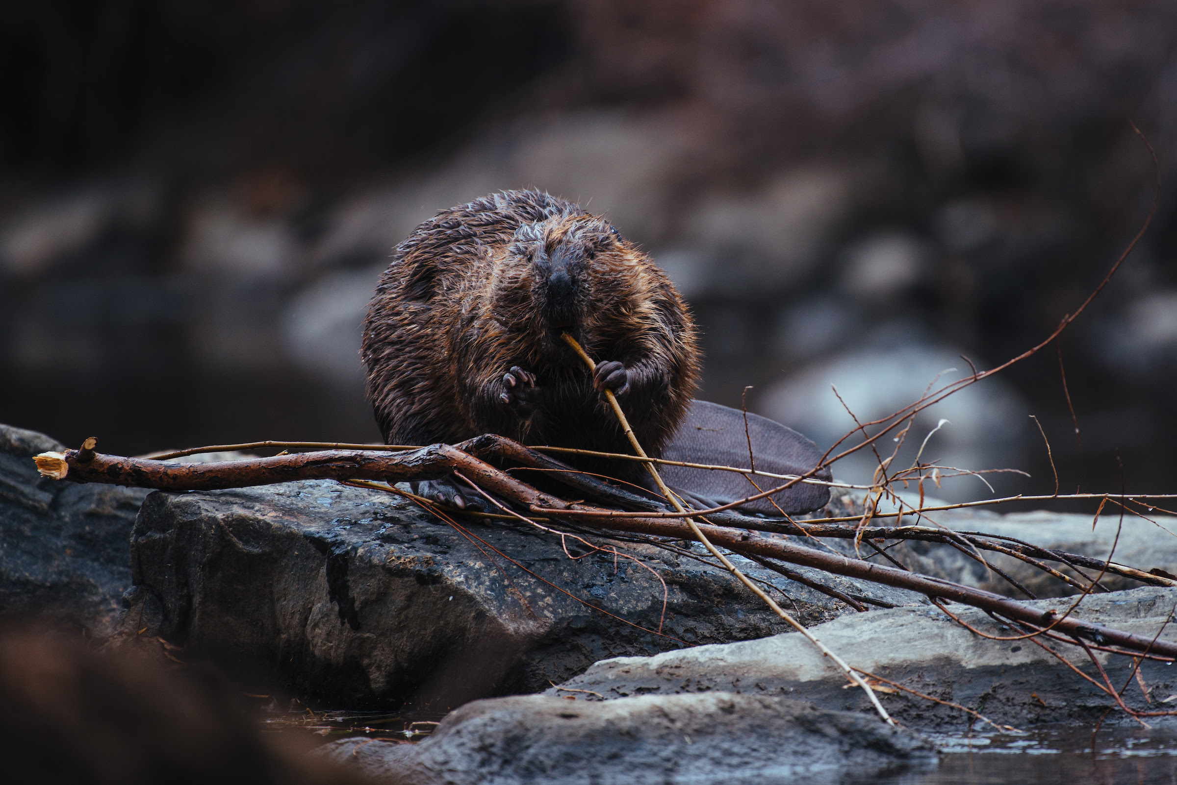 Colorado Parks and Wildlife Seeks Applications for Projects That Will Restore Wetland Habitat