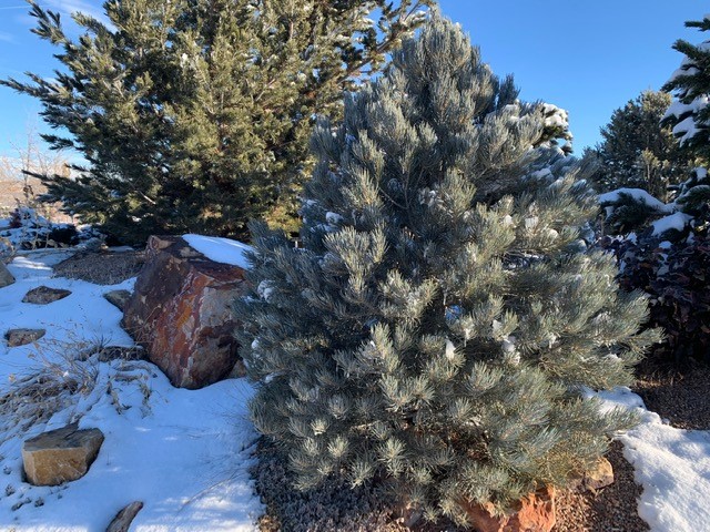 Conifers:  Pining for Something Different