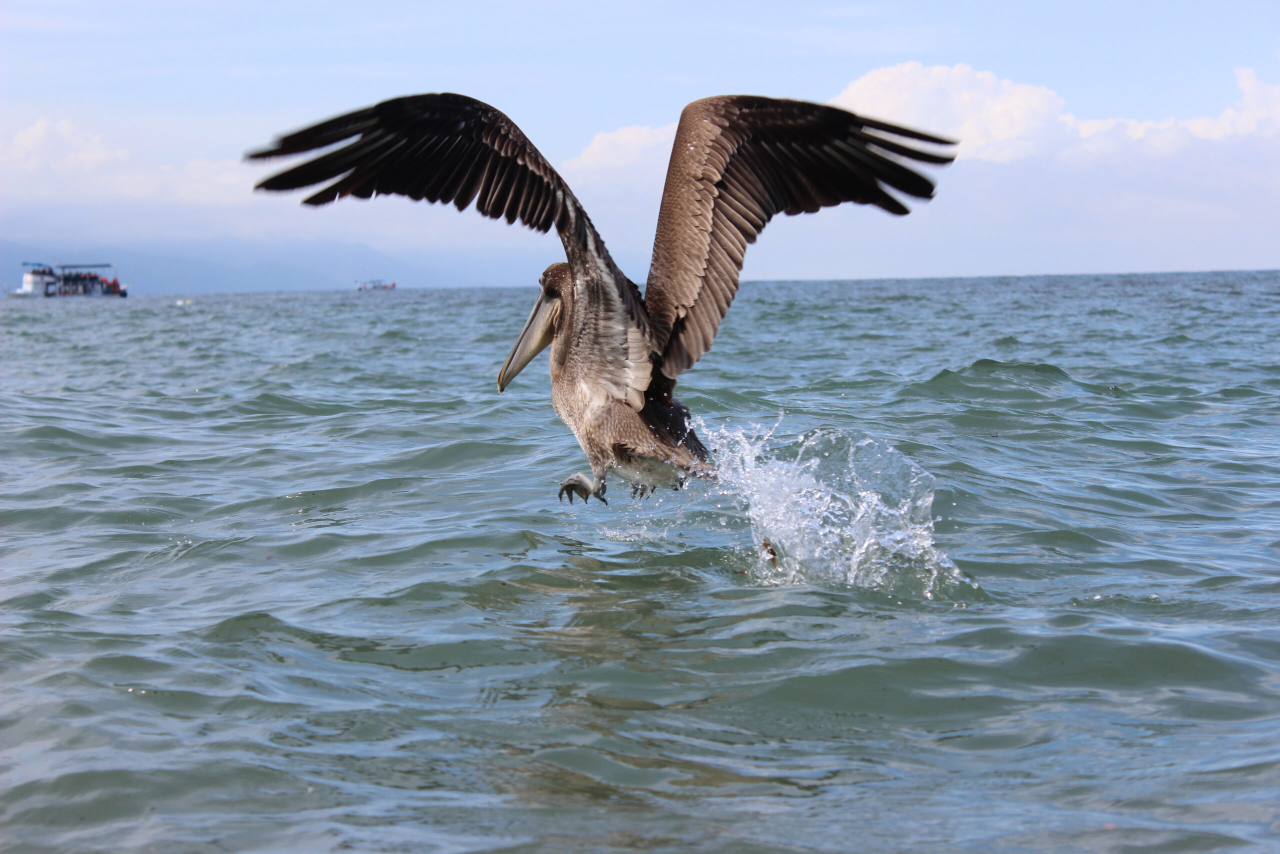 Photo of the Week: Pelican in Puerta Vallarta