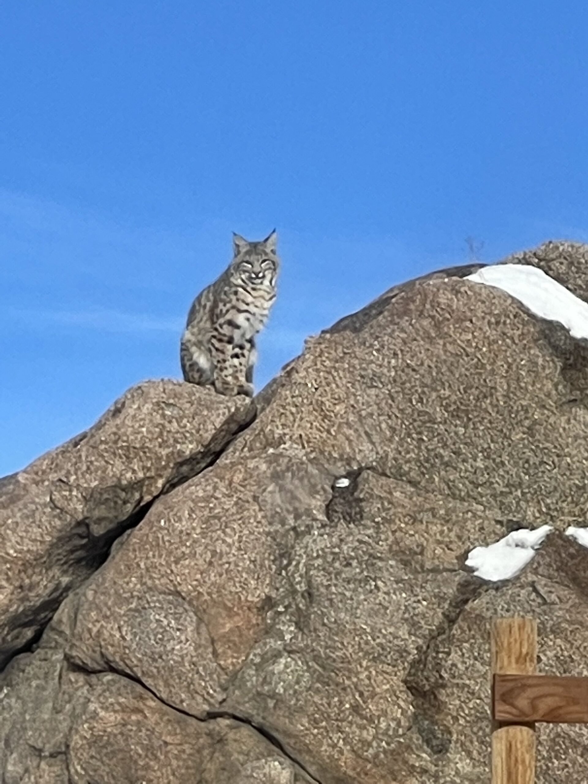 Photo of the Week: “Pretty Kitty” Bobcat in Bellvue
