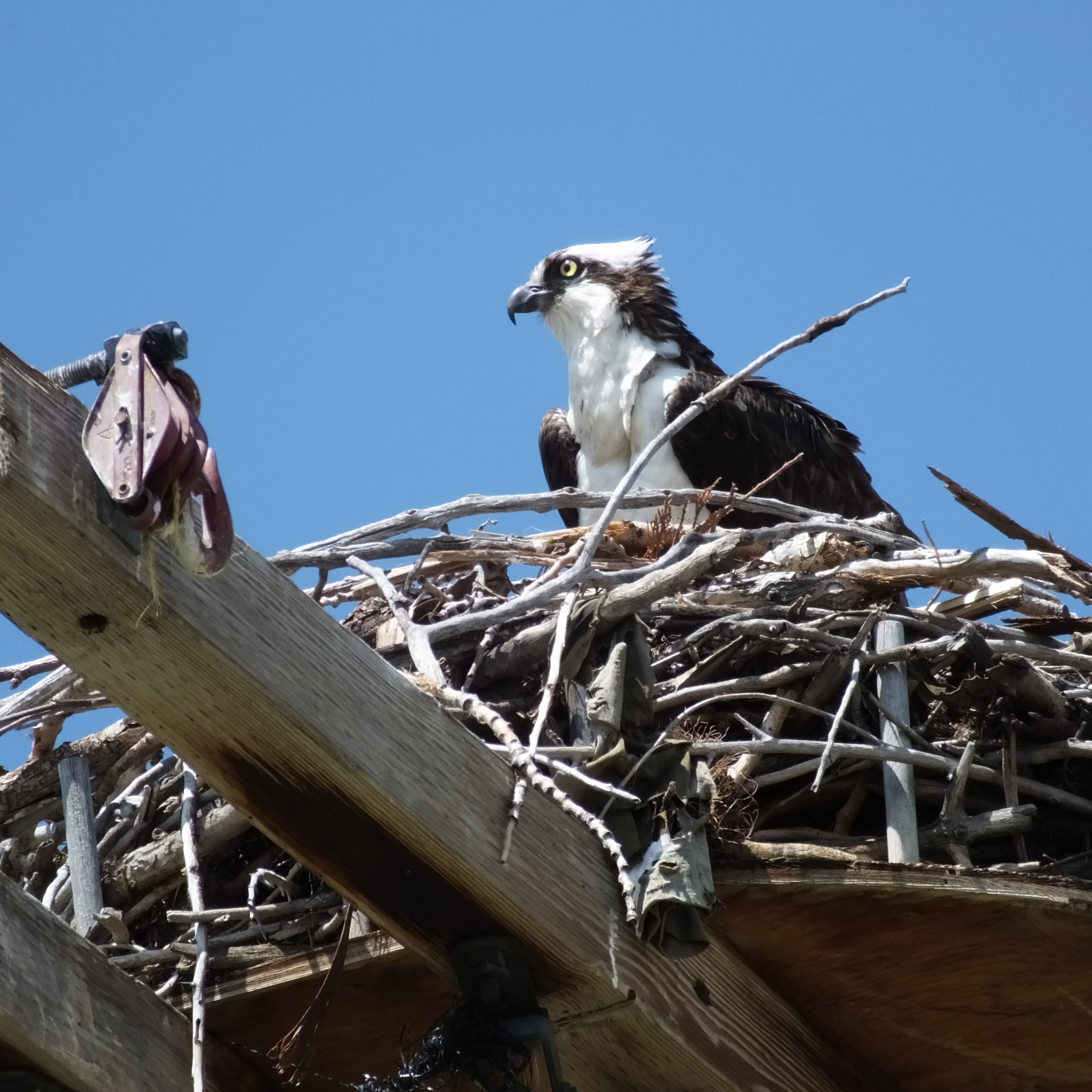 Photo of the Week: Osprey in North Fort Collins