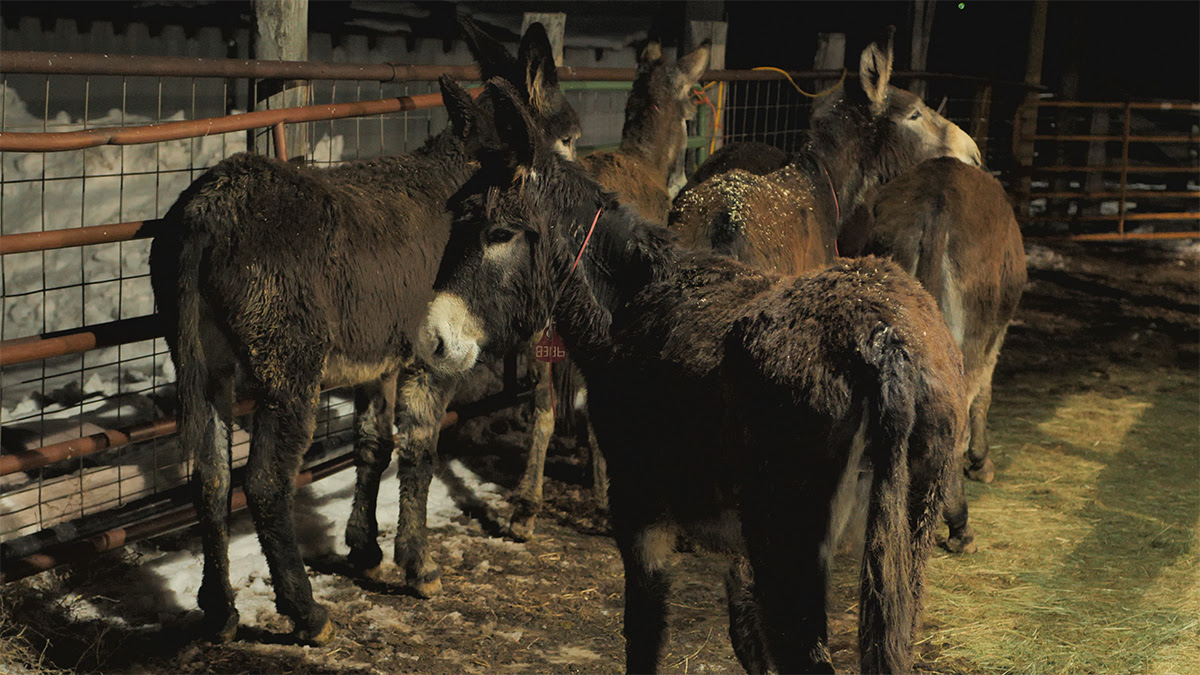 CPW Donates Burros to Help North Park Rancher Prevent Further Wolf Depredations