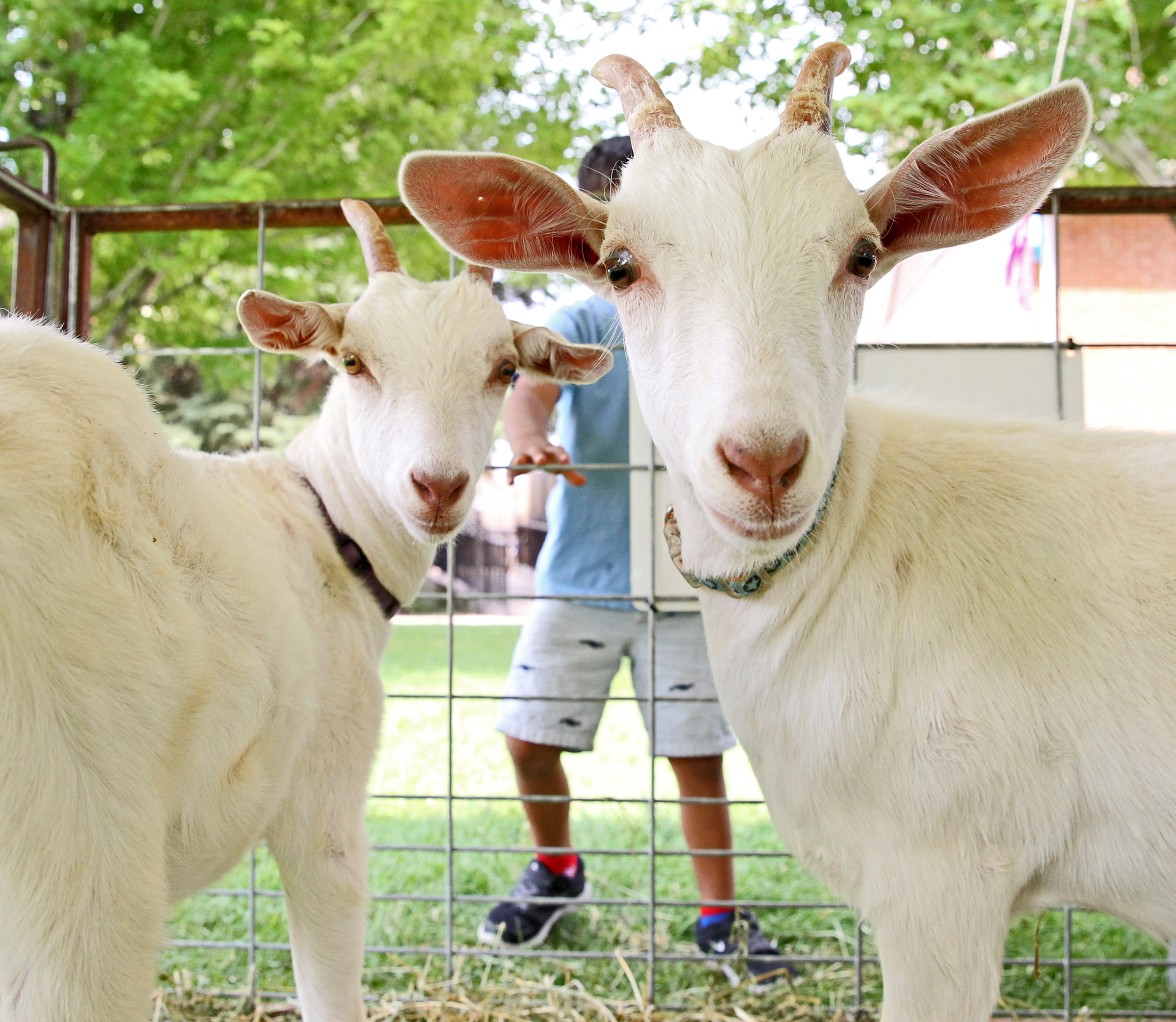 Baby Animal Days Return to Centennial Village Museum Ahead of Summer Season