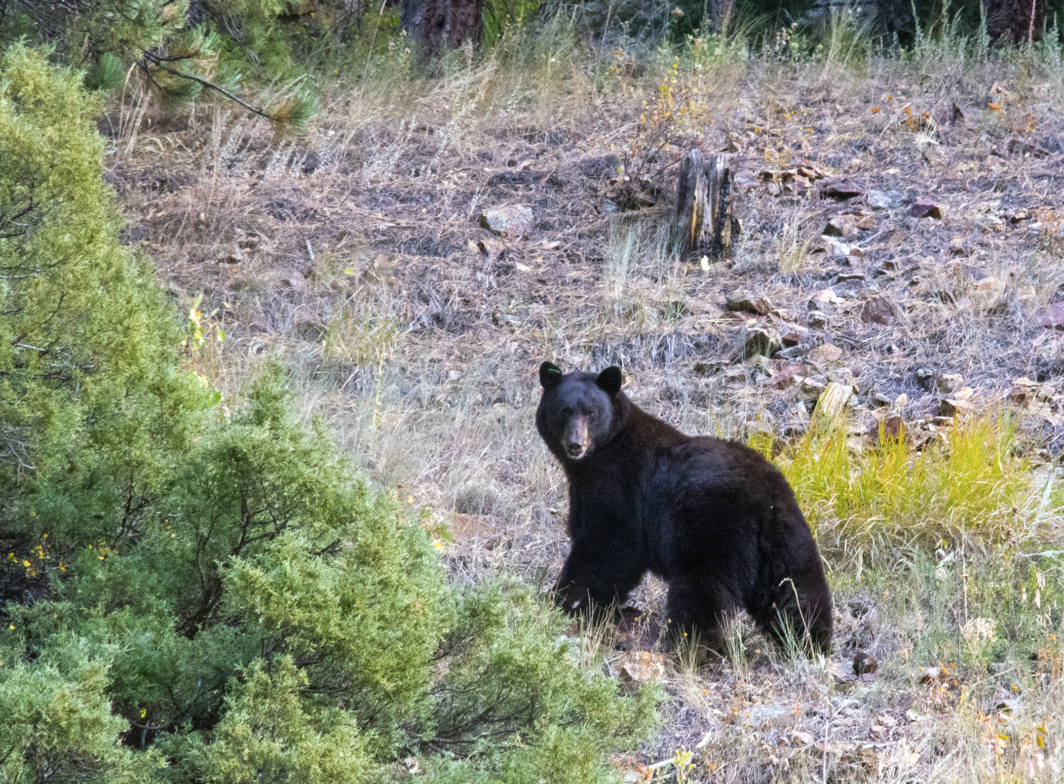 Bears Are Becoming Active; Do Your Part to Reduce Conflicts in 2022