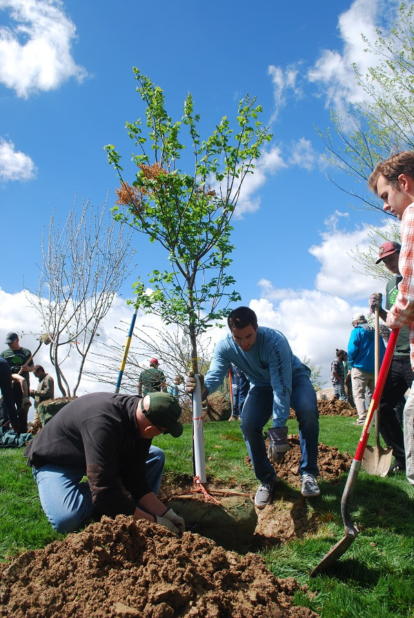 Plant Trees to Celebrate 150 Years of Arbor Day
