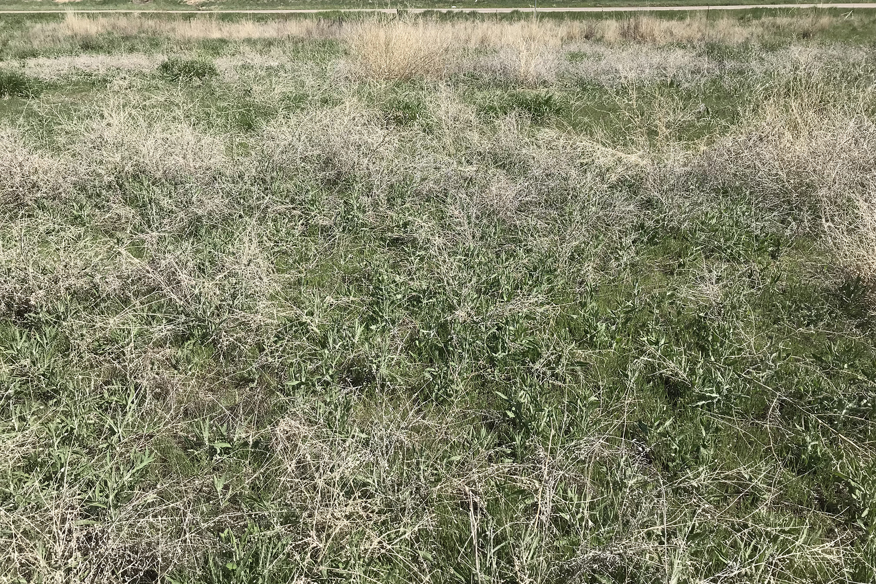 Grant to Aid Landowners Near Pawnee National Grassland Treat Noxious Weeds