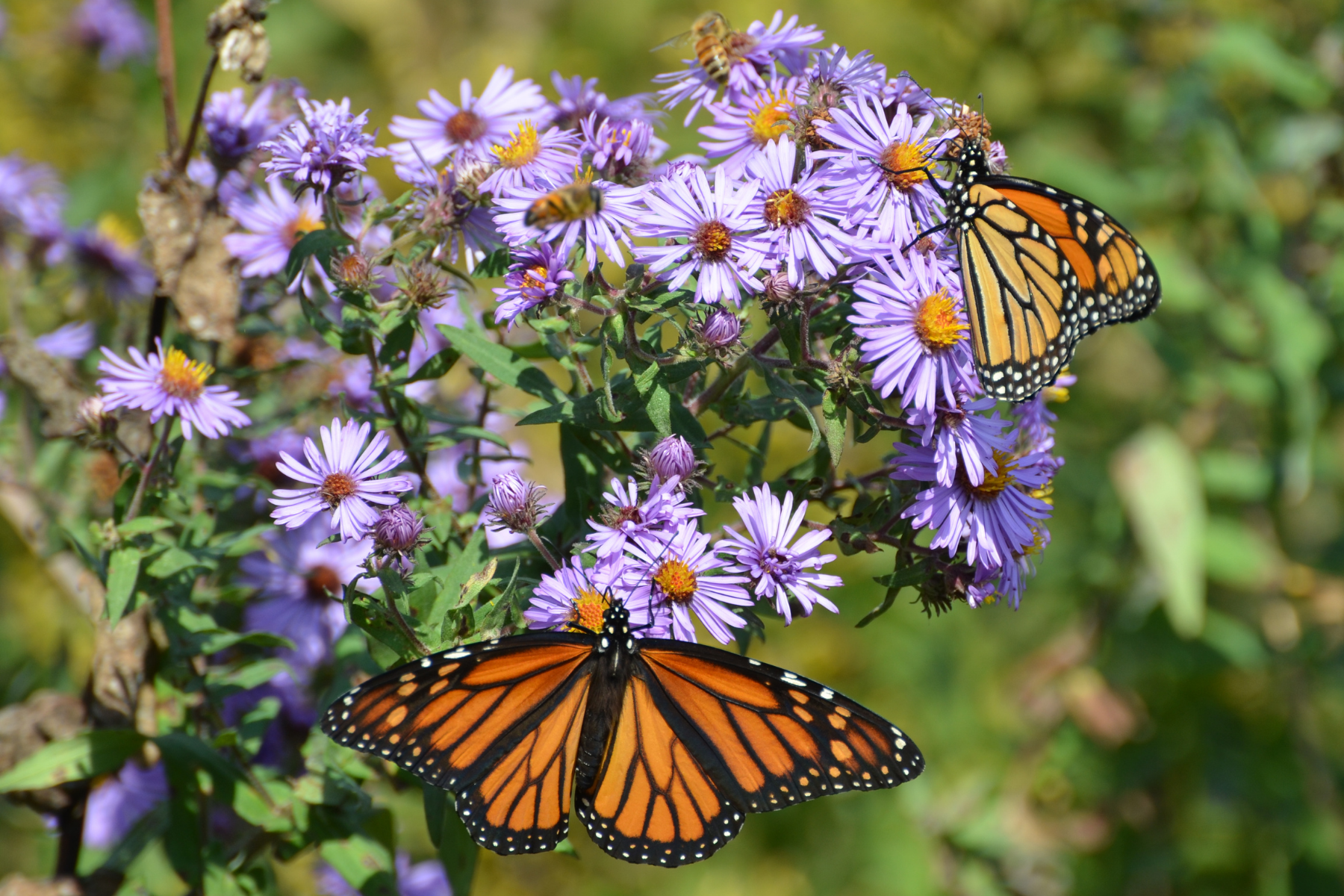 Monarchs and Milkweed