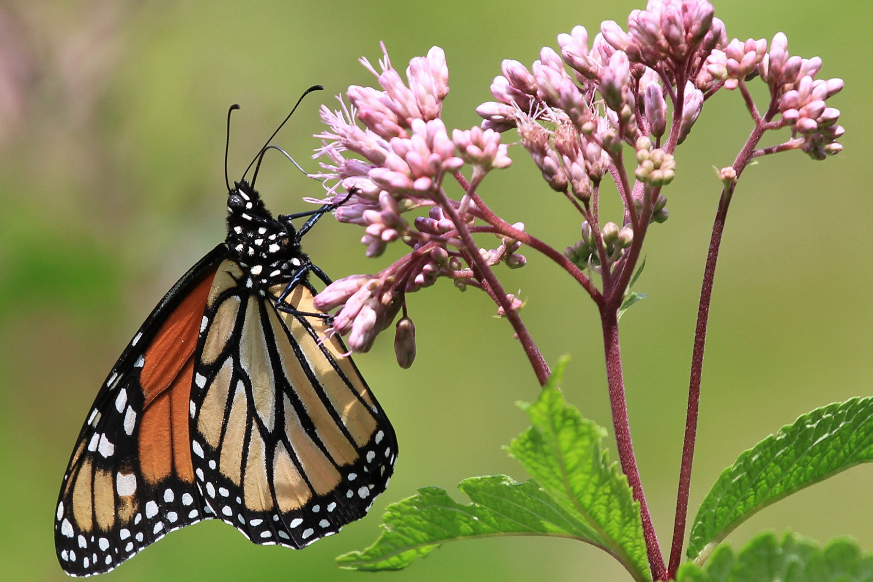 Perennials and Annuals for Pollinators