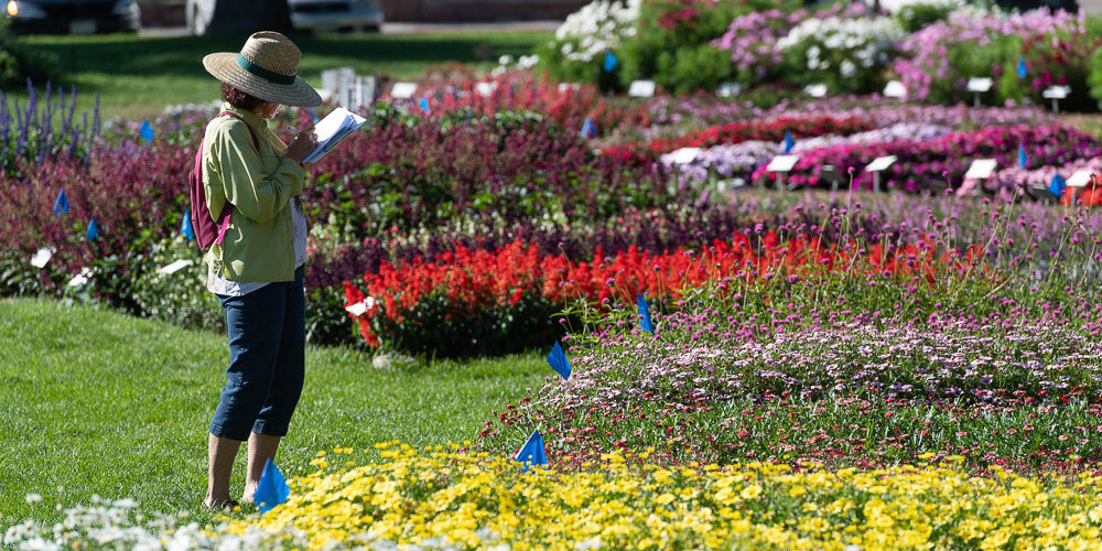 Public Evaluation Day at CSU’s Flower Trial Garden to Be Held August 6