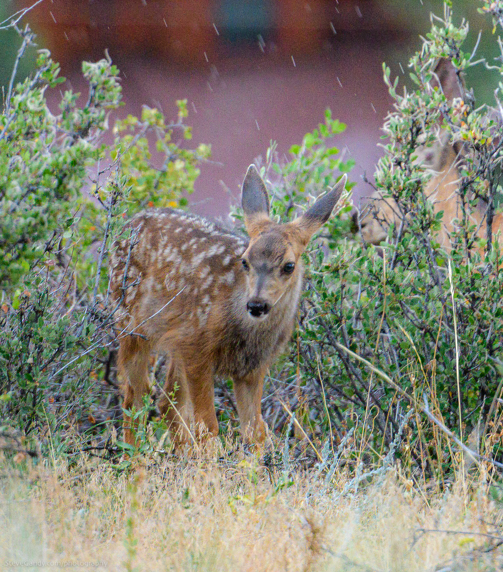 Photo of the Week: Fawn Explores the Brush