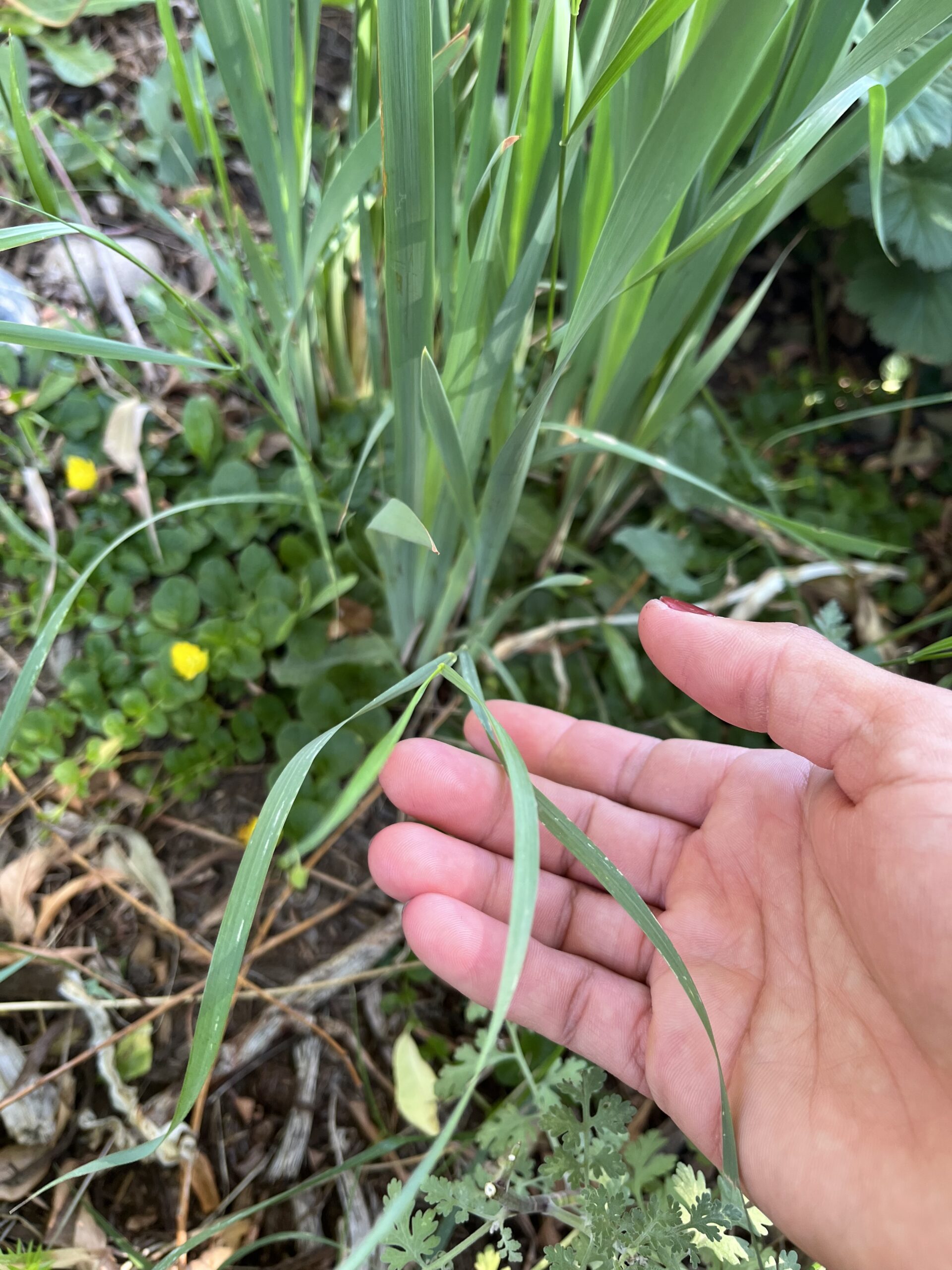 Tips for Weeding