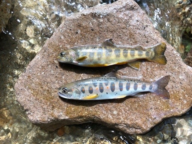 CSU Study: How Narrow Tributaries Can Rescue Threatened Fish Populations
