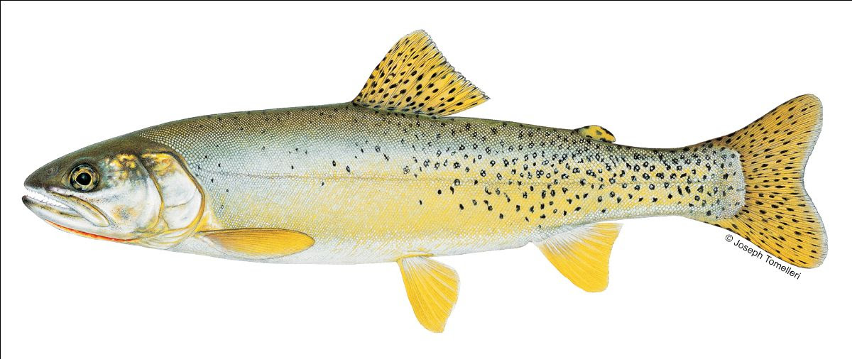 CPW Aquatic Biologists Embark on Search for Long-Lost Yellowfin Cutthroat Trout