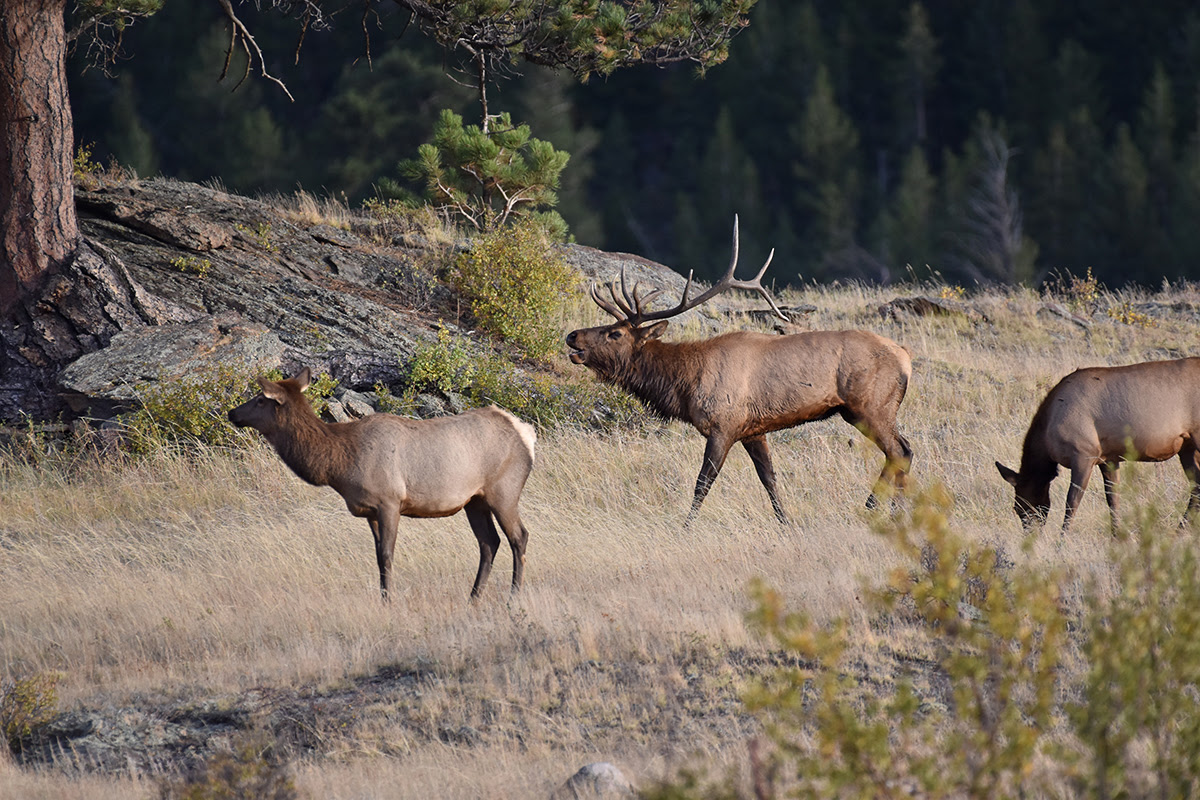 Remaining Big Game Hunting Licenses Go On Sale