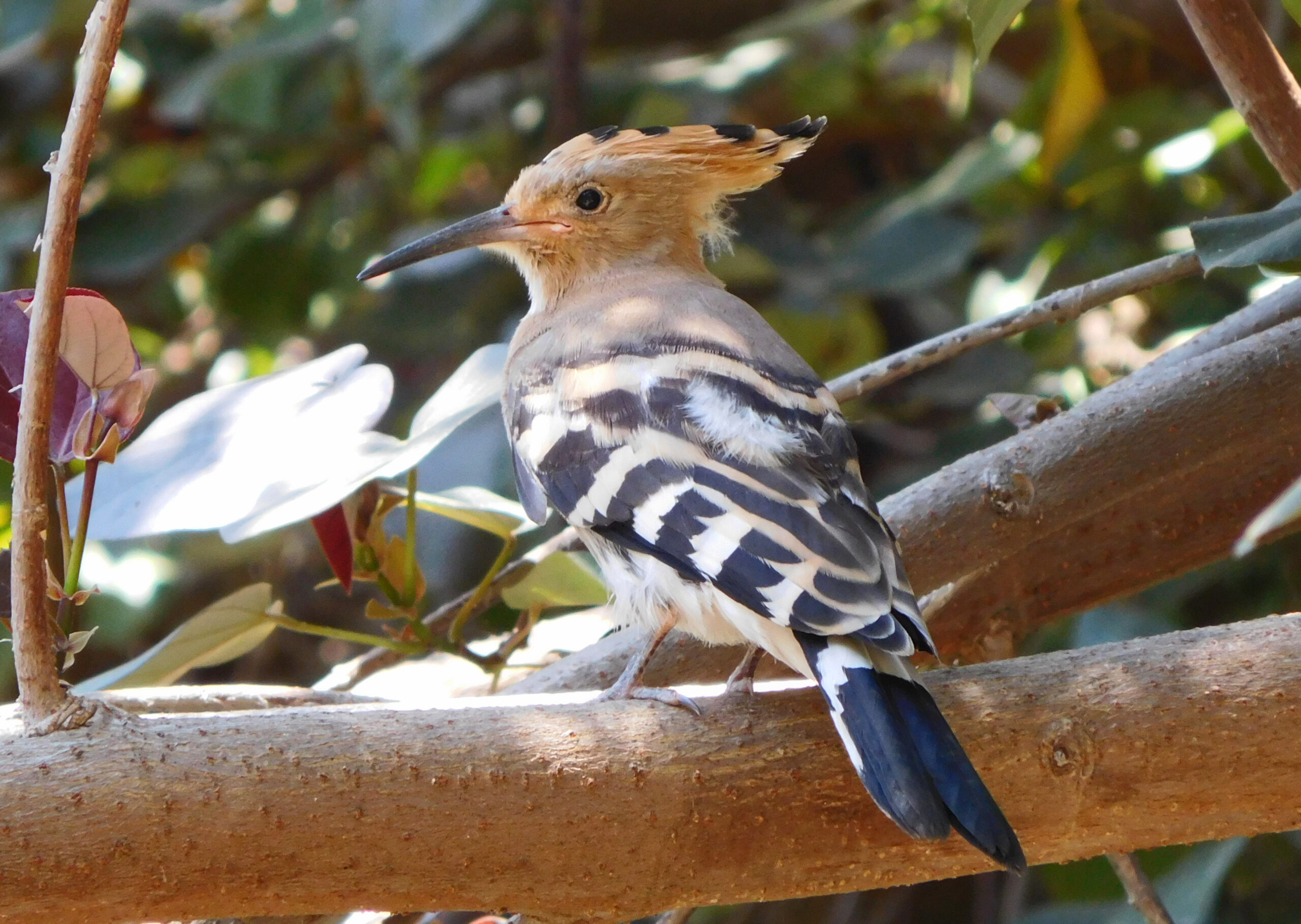 Recommended: Birds, Birds, Birds