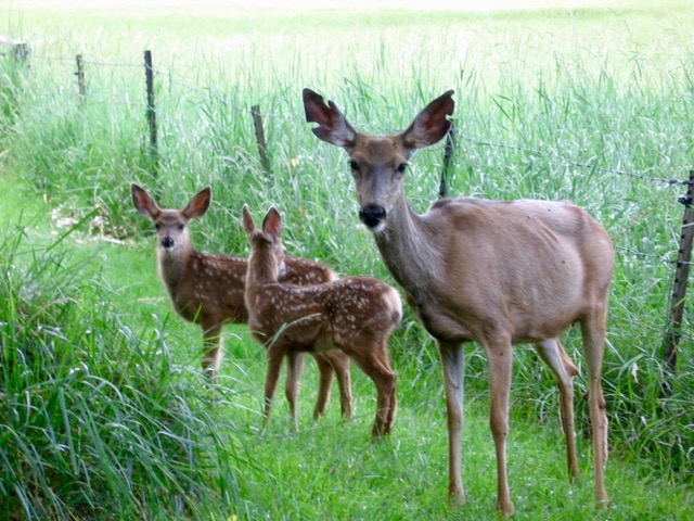 photo-of-the-week-mule-deer-family